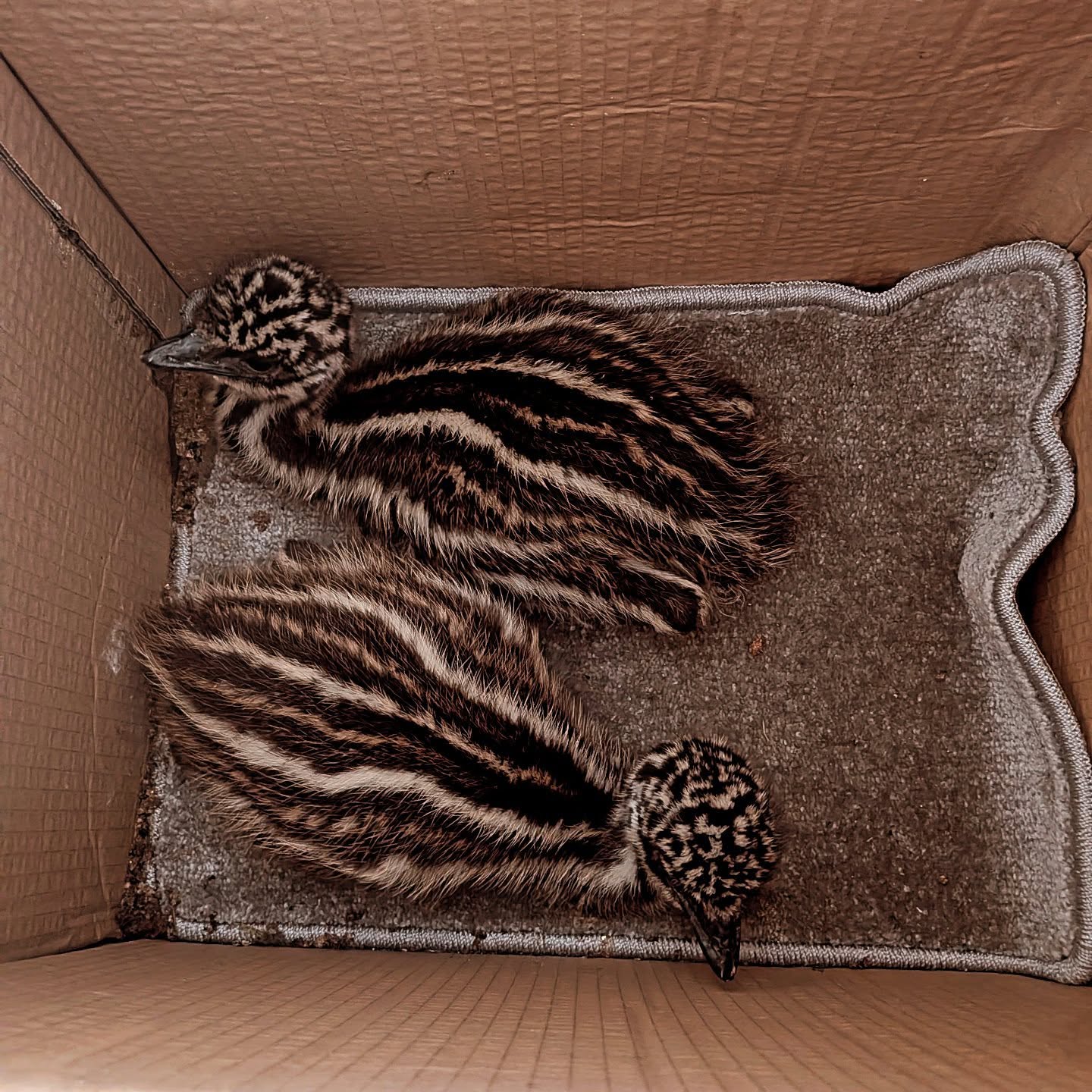 Heading up country! 🏴🚚
These two gorgeous little emu chicks are on the move today, heading up country to their brand new home in Thurso, Scotland! We have a feeling they might need to brush up on their Scottish Gaelic—or at least get used to a wee bit of rain! 🌧️🧣
As you can see, these stripey little passengers are safely tucked in, cozy, and ready for their big journey north.
Whether they have feathers, fur, scales, or stripes, we take pride in providing top-tier, professional animal transport. Our priority is always making sure our precious cargo travels in total comfort and arrives happy, healthy, and ready for their next big adventure.
Safe travels, little ones! Next stop: the Far North! 🗺️✨
#AnimalTransport #EmuChicks #WildlifeTransport #ProfessionalAnimalTransport #OnTheMove Thurso Scotland AnimalLogistics BabyEmus HeadingUpCountry