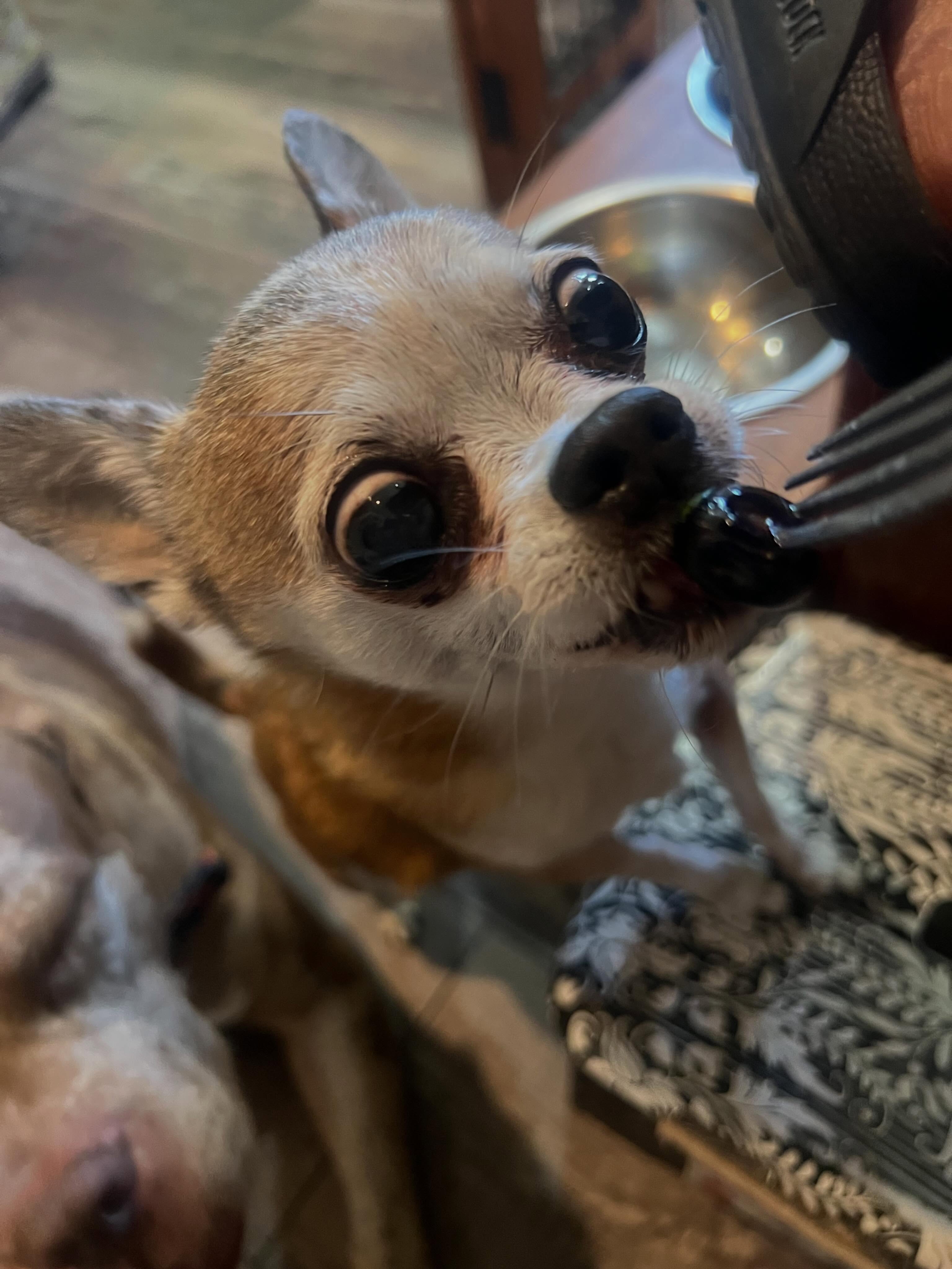 Blueberry eyes eating a blueberry 🫐 ❤️😂 Lola 🥰 #seniordog #seniordogrescue #seniordogsanctuary #oldisgold #loveher
