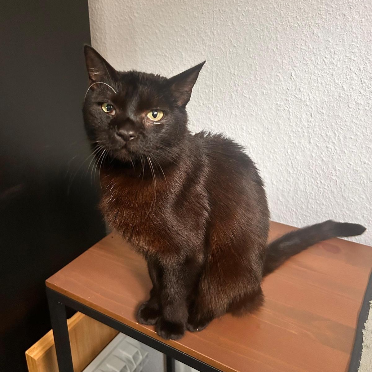 🐈⬛✨ Traumkater Edzio sucht sein Für-Immer-Zuhause ✨🐾
Manche Katzen schleichen sich leise ins Herz. Und dann gibt es Edzio. 💕
Unser wunderschöner schwarzer Panther auf Samtpfoten lebt seit dem 18.04. auf seiner Pflegestelle in 42499 Hückeswagen und hat dort vom ersten Tag an alle um seine Pfote gewickelt. 🖤
Der etwa 5 Jahre alte Kater ist einfach ein absoluter Schatz. Er liebt Menschen über alles, sucht aktiv die Nähe seiner Bezugspersonen und genießt jede noch so kleine Streicheleinheit. Kuscheln gehört zu seinen größten Hobbys, am liebsten so oft und so lange wie möglich. 🥰🐾
Wer einen verschmusten, liebevollen und unkomplizierten Begleiter fürs Leben sucht, wird in Edzio seinen Seelenkater finden. Er begegnet seinem Umfeld offen, freundlich und mit einer wunderbaren Gelassenheit, die einfach ansteckend ist. ✨
Für sein großes Glück sucht Edzio ein liebevolles Zuhause in Wohnungshaltung. Da er sehr sozial ist, möchte er sein neues Leben nicht als Einzelprinz verbringen. Ein ruhiger, freundlicher Artgenosse sollte bereits vorhanden sein oder gemeinsam mit ihm einziehen dürfen. 🐈🤍🐈⬛
Eine kleine Besonderheit bringt Edzio mit: Eines seiner Augen wurde vermutlich verletzt, bevor er ins Asyl kam. Doch davon lässt er sich überhaupt nicht aufhalten. Er kommt bestens zurecht, ist neugierig, lebensfroh und zeigt jeden Tag, dass wahre Schönheit viel mehr ist als Perfektion. 🌟
Jetzt fehlt diesem wundervollen Kater nur noch eines: Menschen, die ihn genauso lieben, wie er es verdient hat. Ein Zuhause, in dem er ankommen darf. Ein Körbchen für immer. 🏡🖤
Wer hat sein Herz bereits an diesen charmanten Herzensbrecher verloren? 💘
Wenn ihr euch vorstellen könnt, Edzio ein Zuhause zu schenken, füllt gerne direkt unsere Selbstauskunft aus. Den Link findet ihr in unserer Bio.
📍Pflegestelle: 42499 Hückeswagen
🐾 ca. 5 Jahre alt
🏡 Wohnungshaltung
🐈 Vermittlung zu einem ruhigen Artgenossen
#adoptacat #adoptdontshop #tierschutz #catrescue