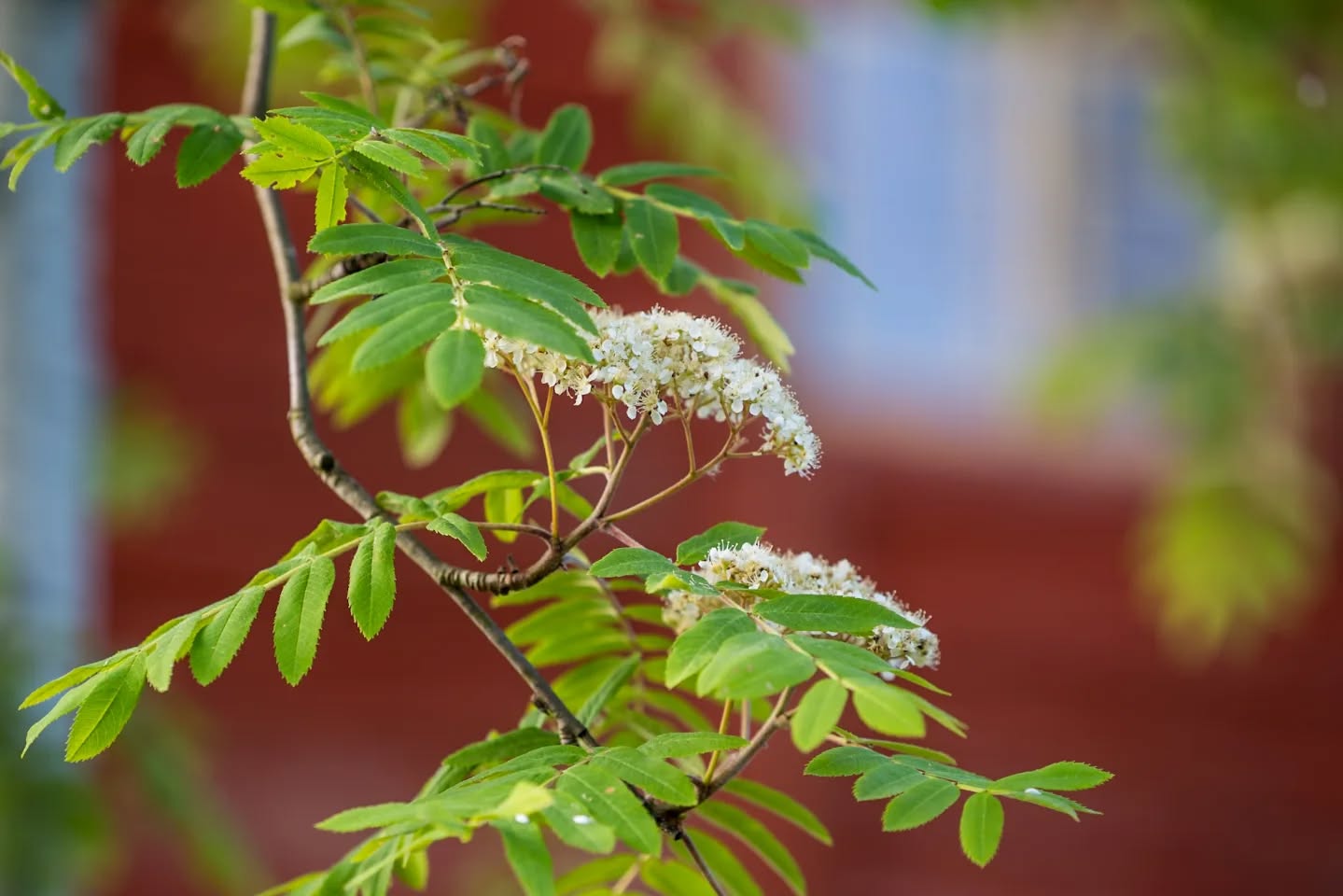 Rowan flowers. Råås, Östergötland.
#innature
#innaturephotos
#rowan
#rönn