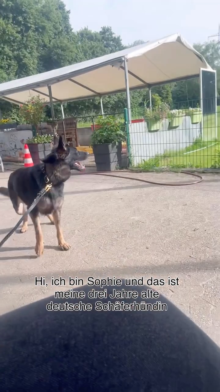 Warum Training bei fehlgeleitetem Beutefangverhalten, mangelnder Impulskontrolle und geringer Frustrationstoleranz so wichtig ist
•
Viele Verhaltensprobleme im Alltag entstehen nicht aus Ungehorsam, sondern weil viele Hunde zunächst ohne Hilfe Schwierigkeiten haben, ihre Impulse zu kontrollieren oder mit Frust umzugehen.
Besonders bei fehlgeleitetem Beutefangverhalten kann das schnell herausfordernd und auch ganz schön gefährlich werden: Jogger, Radfahrer, Autos, andere Tiere oder wie hier bei Sira der Wasserstrahl werden plötzlich zum Auslöser für unerwünschtes Hetz- oder Jagdverhalten.
•
Und genau hier sollte gezieltes Training ansetzen:
-> Impulskontrolle hilft dem Hund, nicht jeder spontanen Reaktion sofort nachzugeben.
-> Frustrationstoleranz ermöglicht es ihm, ruhig zu bleiben, wenn Wünsche oder Bedürfnisse nicht sofort erfüllt werden.
-> Alternativverhalten gibt dem Hund eine klare Orientierung, was er stattdessen tun kann.
-> der Weg zu weniger Frust führt durch den Frust
•
Das Ziel ist nicht, den Hund zu unterdrücken, sondern ihm Fähigkeiten mit zu geben, mit starken Emotionen und Reizen besser umzugehen. So entsteht mehr Sicherheit, Gelassenheit und Vertrauen – für Hund und Mensch.
•
Jeder Hund kann lernen. Mit dem richtigen Training, viel Geduld und einer individuellen Herangehensweise schaffen wir die Grundlage für einen entspannten Alltag und ein harmonisches Miteinander.
•
Weil echte Veränderung dort beginnt, wo Verständnis auf Training trifft!