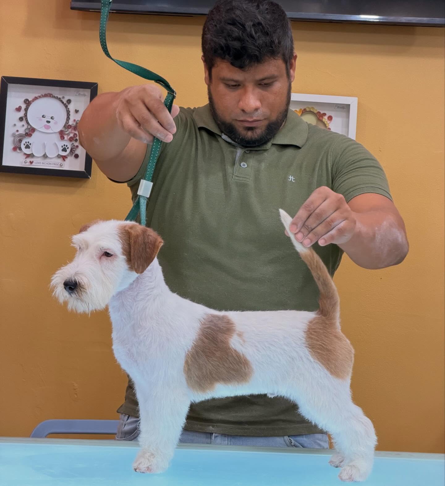 Primera sesión de Hand Stripping para este joven cachorro. ✂️🐾
Hoy iniciamos un trabajo que no se trata solo de estética, sino de construir la base para un manto de calidad en el futuro.
Con visitas mensuales, una técnica adecuada y constancia, iremos mejorando poco a poco la textura, el color y la estructura del pelo, respetando siempre las características naturales de la raza.
Este es solo el comienzo del proceso. Nos vemos el próximo mes para seguir avanzando. 💪🐶
#HandStripping #Schnauzer #DogGrooming #PeluqueriaCanina #StudioGroomingPanama EliasAraujo