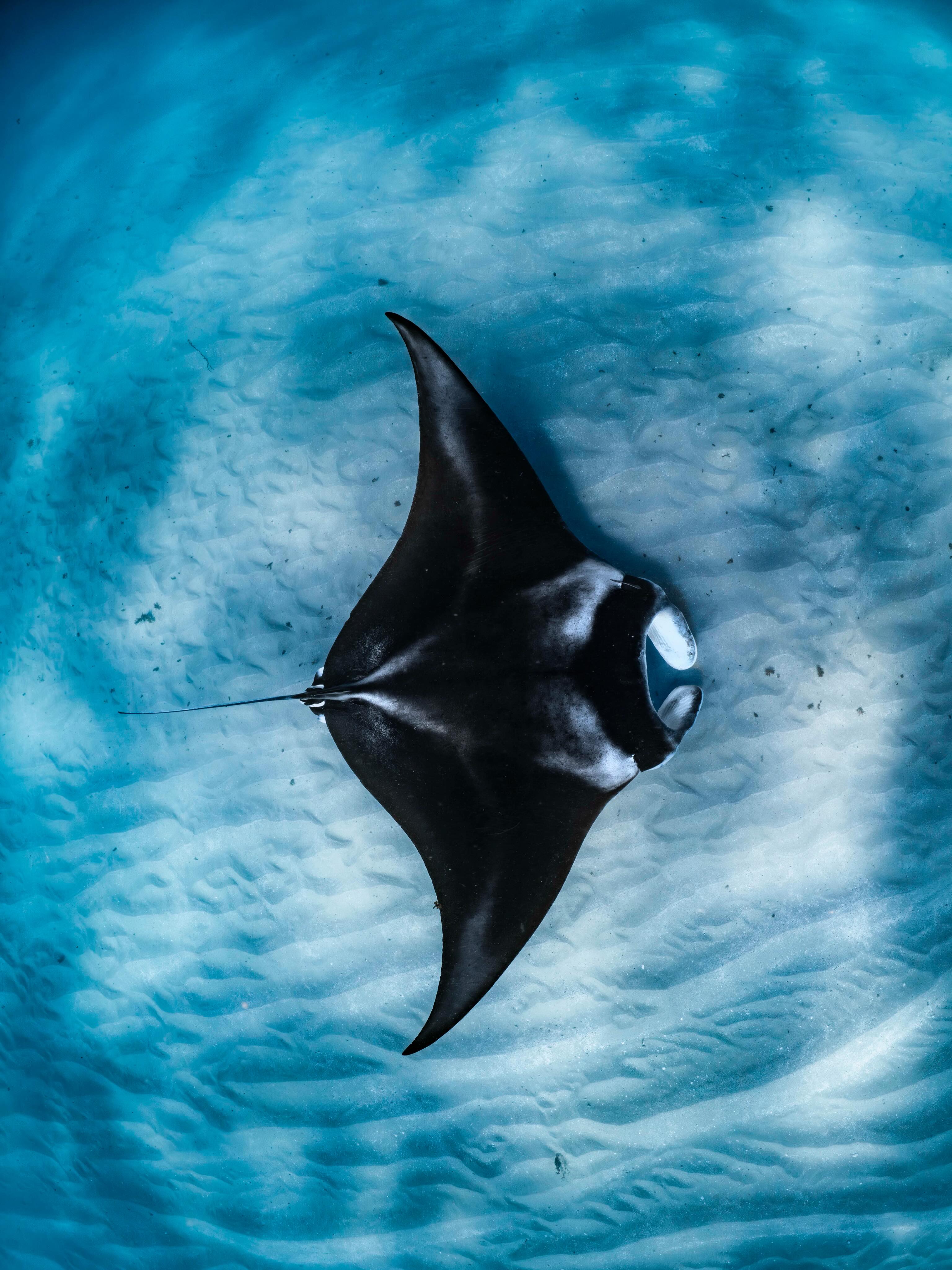 Not all locals walk on land. 💙
Coral Bay is lucky to be home to resident manta rays year-round, offering unforgettable encounters right on our doorstep. 🪸
@ollieclarkephoto
#coralbay #ningalooreef #swimwithmantarays #australiascoralcoast #exclusive