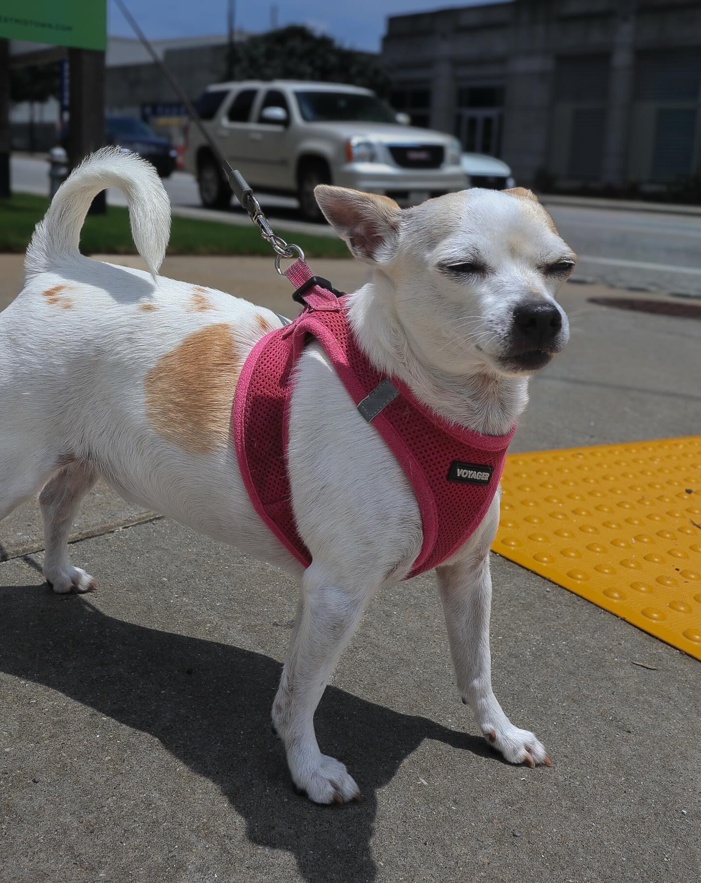 Presenting Hazel… the most badass chihuahua in the ATL!