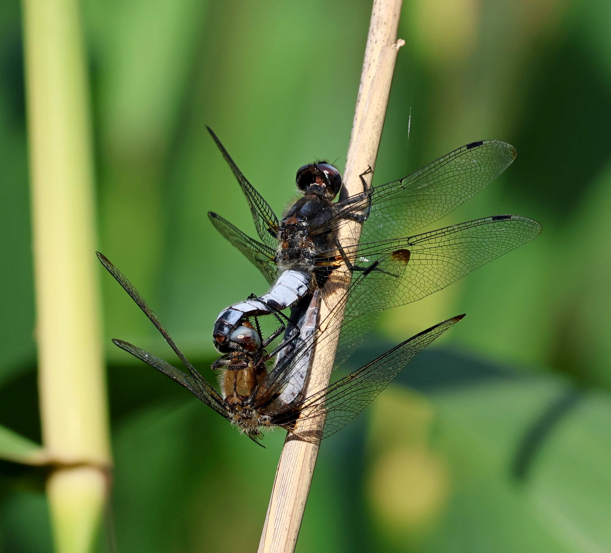 Scarce chasers creating the next generation.
#islandwildlife #kefaloniawildlife #greekwildlife #guidedwildlifewalks #dragonfly