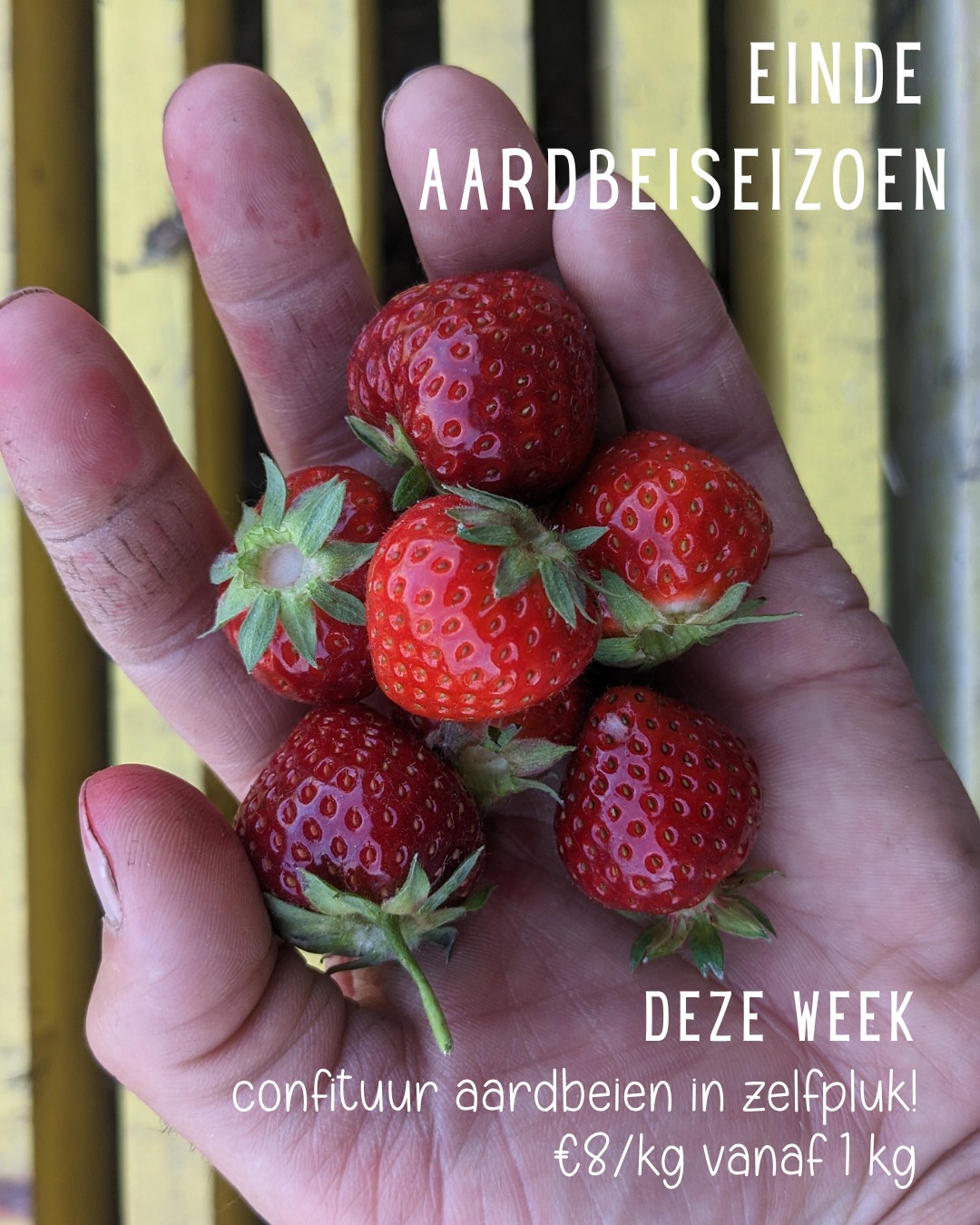 Het zit er weer op!
kort & krachtig, zo kennen we ons aardbeien seizoen.
Deze week nog confituur aardbeien te plukken aan €8/kg vanaf 1kg
En kijk, vandaag staken we de eerste rode framboos in onze mond.
ZELFPLUK
WOENSDAG & ZATERDAG
10u tot 18u
