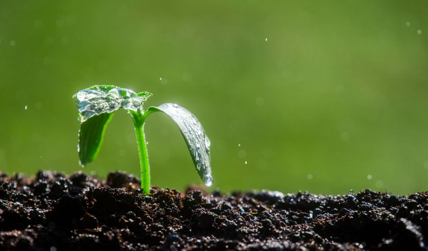 🌧️ Been raining? Soil testing can still be valuable…but timing matters.
Heavy rain can temporarily alter moisture levels, nutrient readings, and soil structure, affecting some test results. For the most accurate picture, it’s often best to wait until excess water has drained and the soil has returned to typical field conditions.
Healthy soils start with reliable data. 🌱
#SoilHealth #SoilTesting #RegenerativeAgriculture #SafeSoilUK