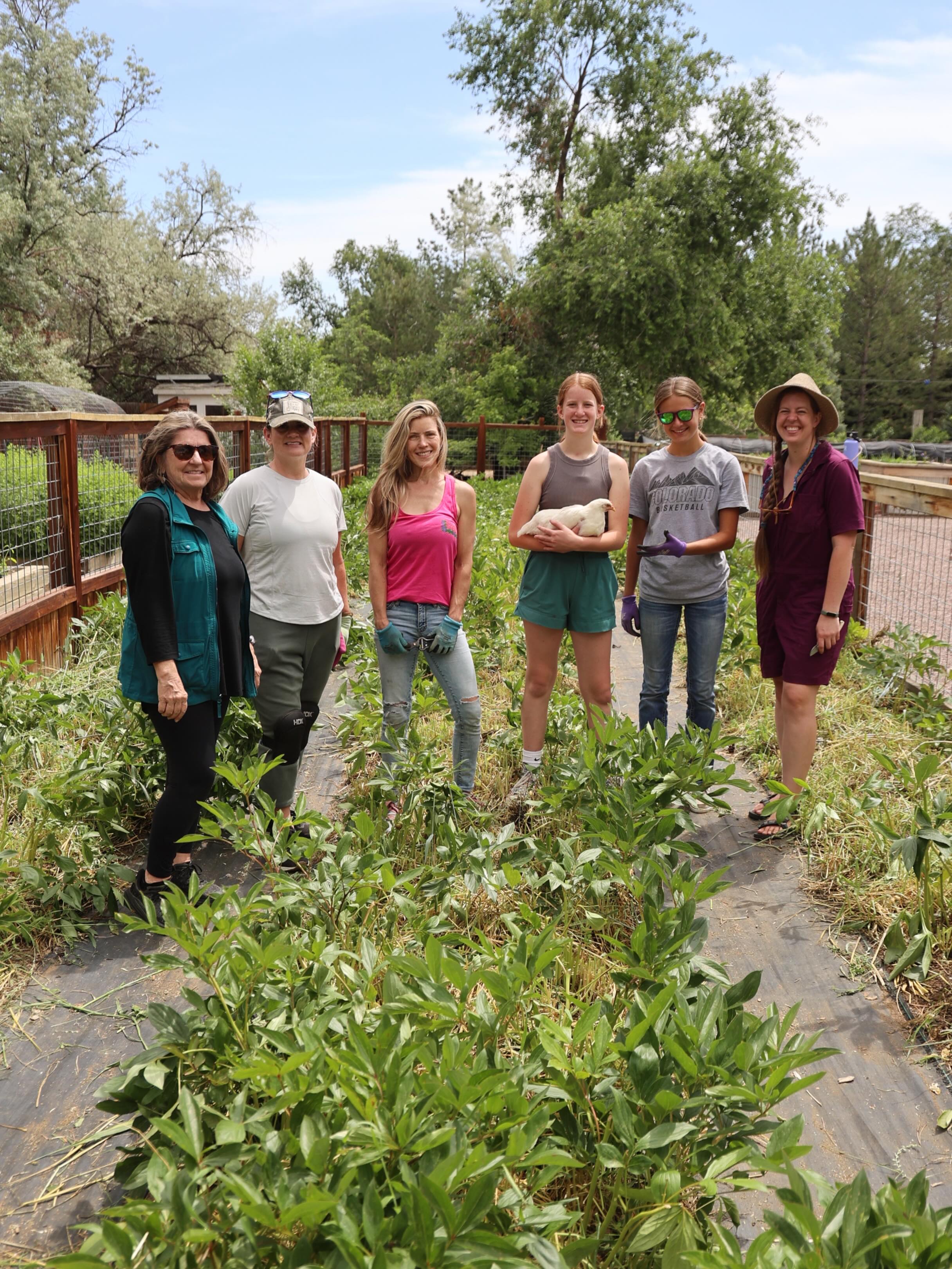 A huge shoutout to this group for a great work day yesterday. The cover crop in our peony field had gotten out of control and needed to be cut back and the field weeded. (Fortunately the cover crop had done its job of suppressing the weeds!) This is a huge space and a time-consuming task when you have to work around 250 peony plants on your hands and knees!
I called on my team and some extra volunteers who came to help. It took seven of us almost three hours to get this space cleaned out. It might seem crazy to spend that much time on a cover crop, but it’s really about so much more than that. We made new friends and learned so much about each other along the way. We nurtured our plants and our soil, healing ourselves in the process. We nurtured our children who worked alongside us and taught them the value of hard work and community. We encountered life along the way — mobs of ladybugs that had made their home among the plants, a giant toad that kept jumping out and making us scream then laugh at ourselves, a snake that challenged our bravery, our youngest chickens who managed to squeeze through the fence and keep us company with their sweet sounds, even Ruby who made sure we had all the snuggles we needed.
Was it hard work? It sure was. Were we hot and sweaty? You wouldn’t want to be near us. Did our backs and knees ache? You bet. Was it worth it? Absolutely. Because when you’re wiling to do the work, you get rewarded in so many unexpected ways. We aren’t just about growing flowers for the end product here, we are about all the important and meaningful things that happen along the way. 💕
