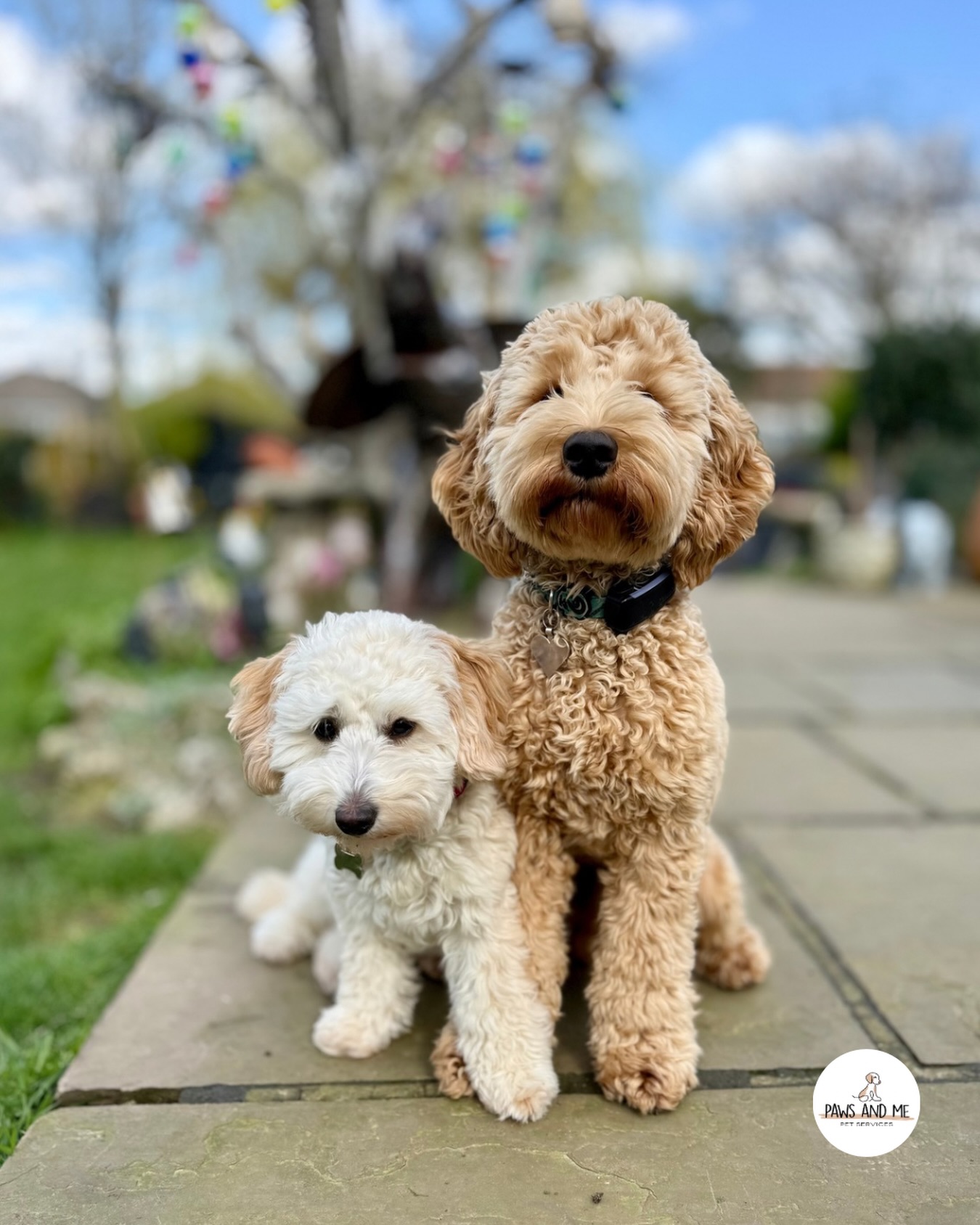 🐾 BENJI & PIPPA 🤎
Fluffy, spoiled, and fully committed to living their best puppy lives, from cozy naps and zoomies to snack breaks and cuddles on repeat, they really are spoilt rotten!
Our Home Visit availability is limited! Enquire today if you need help with your pooch💌
#Dogsofinstagram #doglover #dogs #dogwalker #essexdogwalker
