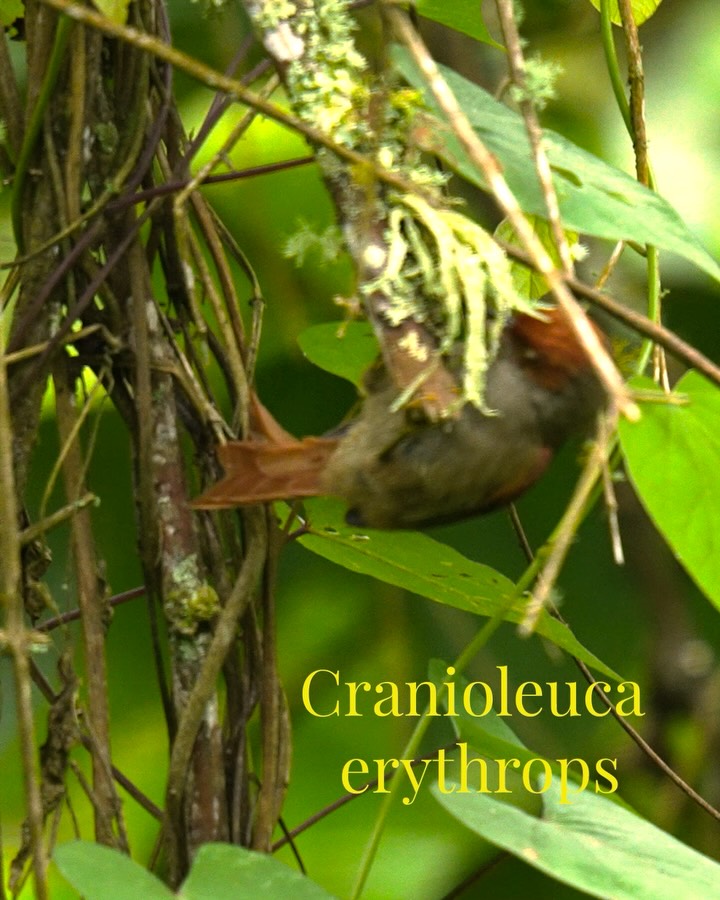 🐦🌿 Conociendo al Chamisero (Cranioleuca erythrops)
Hoy queremos presentarte al chamisero, también conocido como curutié carirrojo. Esta hermosa ave es un verdadero tesoro de nuestros bosques.
Con su distintivo plumaje que combina colores marrones con ese característico rostro rojo, el chamisero es fácil de identificar mientras se mueve entre las ramas. Su canto melodioso llena el aire y se suma al sonido de la naturaleza que nos rodea. 🎶
El chamisero se alimenta de insectos y frutas, desempeñando un papel importante en nuestro ecosistema al ayudar a controlar las poblaciones de insectos y dispersar semillas.
Si estás en Paraíso Verde, mantén los ojos y los oídos atentos. Esta ave es solo una de las maravillas que puedes descubrir en nuestro entorno. ¡La naturaleza nos sorprende a cada paso! 🌼
ENG/
🐦🌿 Getting to Know the Chamisero (Cranioleuca erythrops)
Today, we want to introduce you to the chamisero, also known as the curutié carirrojo. This beautiful bird is a true treasure of our forests.
With its distinctive plumage that combines brown hues with that characteristic red face, the chamisero is easy to spot as it moves among the branches. Its melodic song fills the air, adding to the natural sounds that surround us. 🎶
The chamisero feeds on insects and fruits, playing an important role in our ecosystem by helping to control insect populations and disperse seeds.
If you’re at Paraíso Verde, keep your eyes and ears open. This bird is just one of the wonders you can discover in our environment. Nature surprises us at every turn! 🌼
#Chamisero #CurutiéCarirrojo #CranioleucaErythrops #Birds #Nature ParaísoVerde Biodiversity
