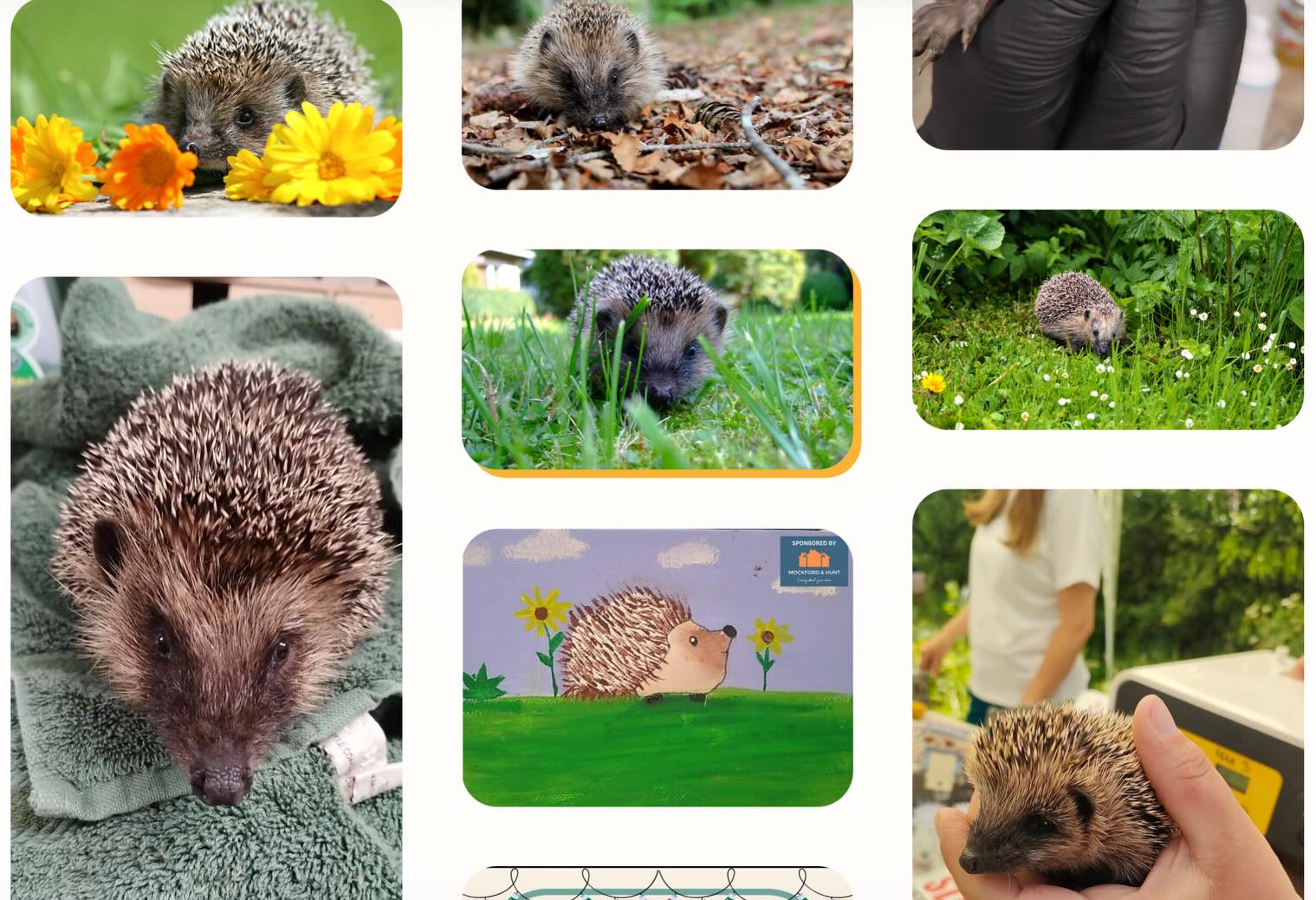 Our sponsor @thornehedgehogrescue is a non-profit, community-driven organisation based in Pluckley, Kent. From our humble beginnings to becoming one of the most active hedgehog rescues in the region, we’ve grown thanks to the hard work of unpaid volunteers and the support of our community.
With a passionate team of volunteers and the on-going support of our community, we’ve built a safe haven for sick, injured, and orphaned hedgehogs. Every action we take is rooted in care, compassion, and a commitment to making a tangible difference in their lives.