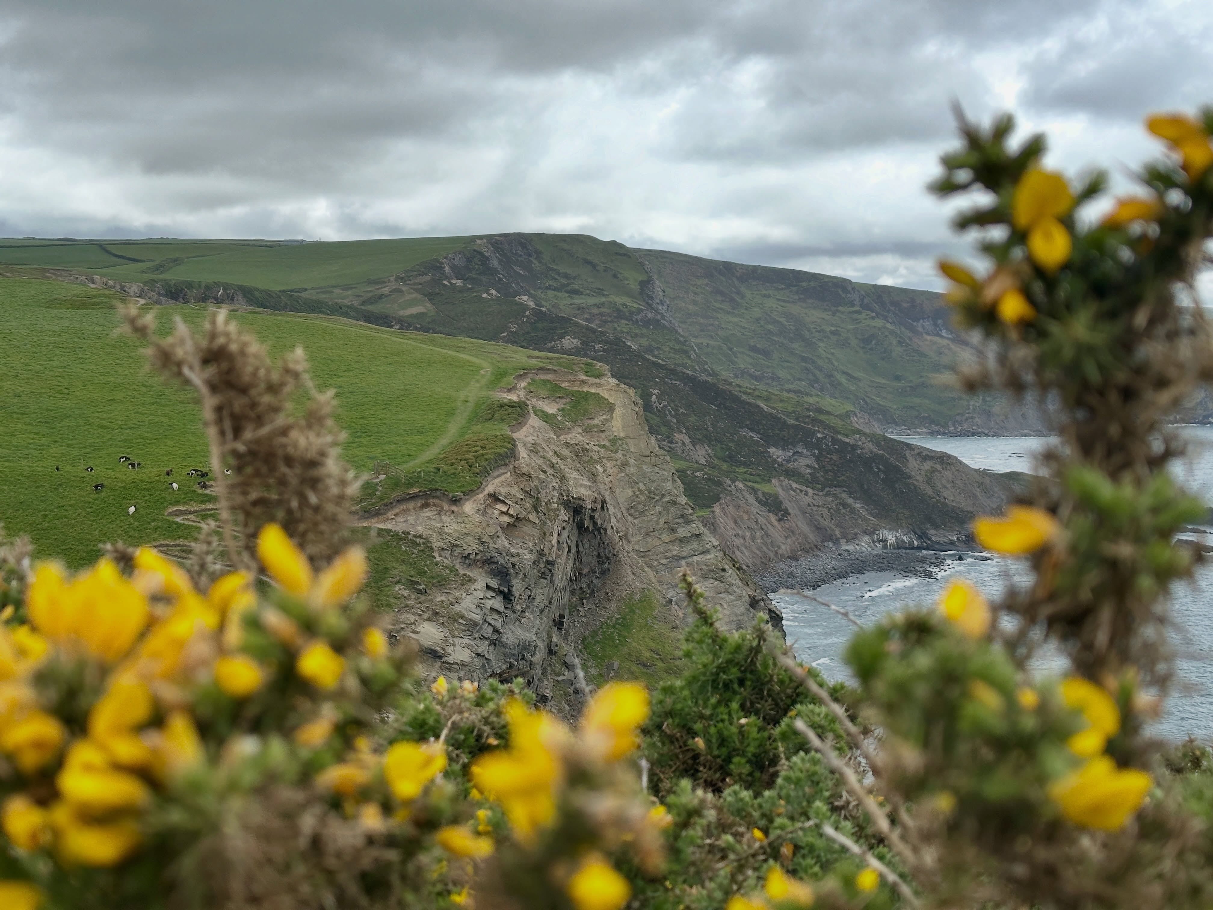 That’s not just any part of the Cornish coast - it’s the highest point!
Imaginatively named High Cliff, this section of coastline rises up to a dizzying 223 m above sea level!
The sandstones and mudstones of the Crackington Formation that crop out along this stretch of coast reveal some spectacular structural geology. However, in doing so they have also developed some pretty mighty landslides.
The Rusey Fault crops out just to the south which is a major fault zone between sedimentary basins that formed during Variscan continental collision during the Carboniferous.
As a consequence of that and later deformation the rocks are well-fractured meaning they like to fall down. You can see where old landslides have been revegetated, massive fault scarps and new trenches are opening up along this section.
Of course, the view is spectacular as well! You can see so much of the north Cornish coast, as well as inland with even Dartmoor rising up in the distance. You can even see Lundy on a clear day!
#cornwall #swcoastpath #geology #geologist #geologyrocks
