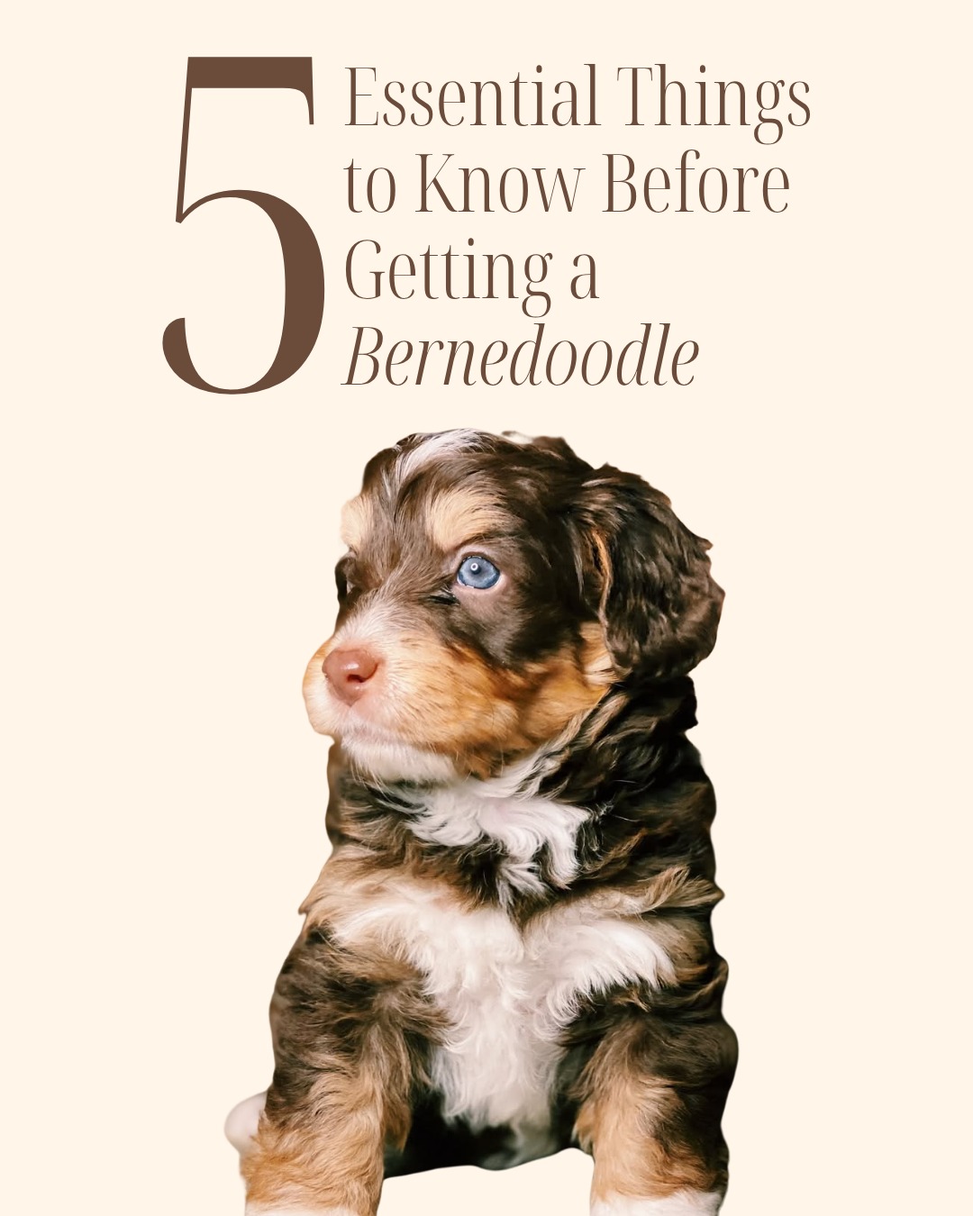 Thinking about adding a Bernedoodle to your family? 🌿✨
Before you take the leap, it's all about understanding the breed's unique needs—from grooming commitment to their smart personalities.
Swipe through for 5 important things to consider before starting your journey! 🐾🏡
Save this post for the future, and drop your breed questions below! 👇💛
#BernedoodleTips #NewPuppy #DogCare #BernedoodleLove #BernedoodlePuppies