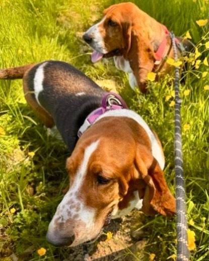 Calling all dog owners 🐾
Your well behaved four-legged friends on a lead are always welcome at @woodchurchwine outside on the terrace. Bring them along for a walk through the vines and reward yourselves with a well-earned glass of our award winning wines afterwards. You might even get to meet the vineyard Bassetts Elvis and Dolly!
We’ll have water bowls ready and waiting - we’ll make sure they feel just as welcome as you do 🥂🐶
https://woodchurchwine.co.uk/pages/visit-us
#DogsOfInstagram #DogFriendly #KentDogs #WoodchurchWineEstate #visitkentcounty