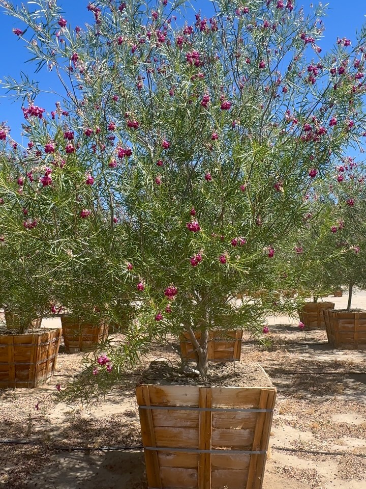 Some trees throw shade.
Others throw a show.
Our 36” Chilopsis linearis ‘Burgundy’ is busy doing both.
A botanical paradox.
Not a true willow.
Not particularly thirsty.
Not interested in behaving the way its common name suggests.
Instead, Chilopsis has mastered the art of desert distinction.
Long, slender leaves minimize water loss.
Deep roots pursue moisture with purpose.
Trumpet-shaped burgundy blooms beckon hummingbirds with irresistible precision.
Blooming with bravado.
Branching with purpose.
Broadcasting burgundy from spring through fall.
Every flower is a solar-powered signal.
Sunlight captured.
Sugars synthesized.
Nectar produced.
The result?
Hummingbirds hover.
Bees buzz.
People brake unexpectedly.
While the blooms steal the spotlight, roots are belowground reading soil, partnering with microbes, and quietly participating in the ancient carbon economy.
Leaves gathering light.
Roots reading soil.
Flowers funding the future.
No gimmicks.
Just millions of years of research and development.
Chilopsis linearis ‘Burgundy’.
A willow without the water bill.
A bloom with a backbone.
A desert native that knows exactly where it belongs.
Rooted in resilience.
Grown for grandstanding.
Supplied for landscapes that appreciate good botany and better blooms.
#roadrunnertreefarm #casadelzorronursery #chilopsis #desertwillow #burgundy