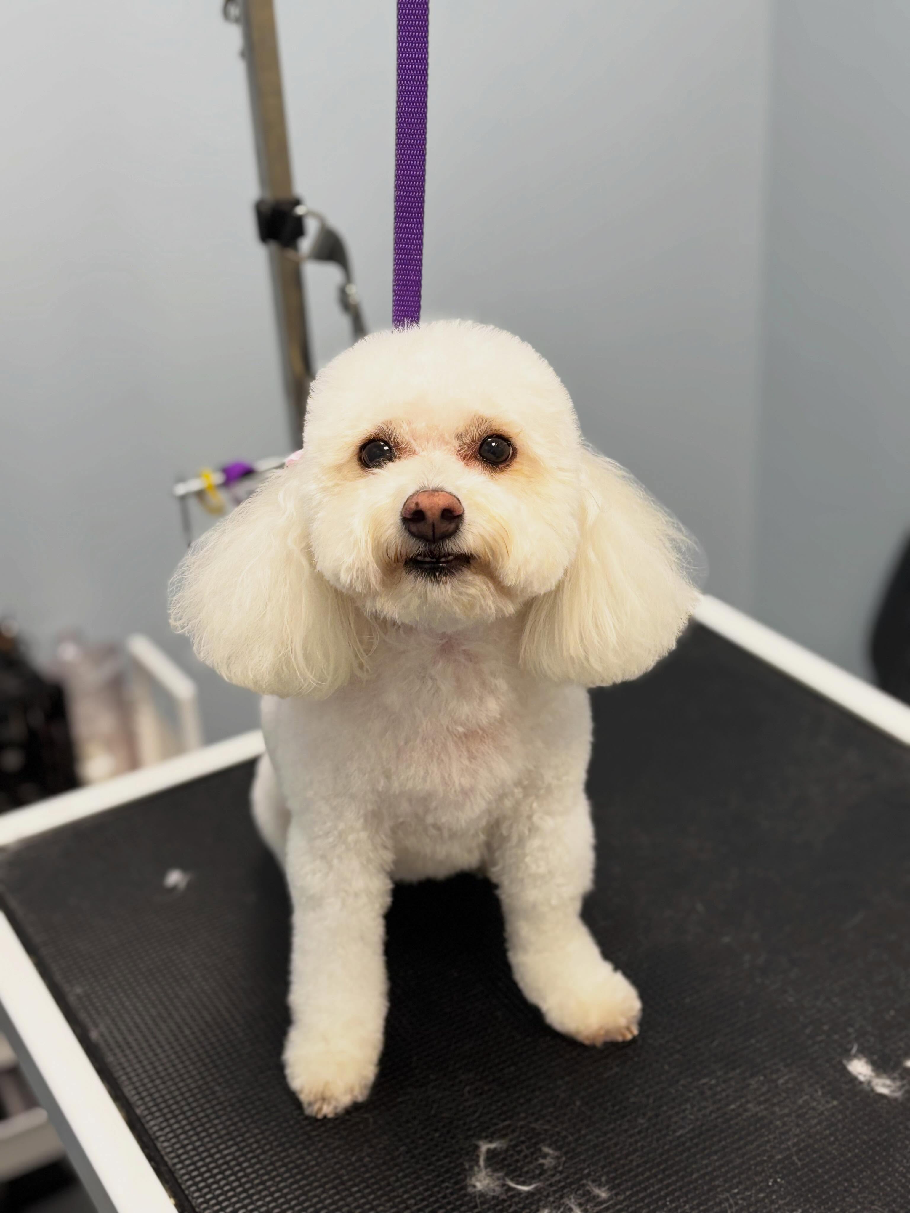 Dixie πΈ
#maltipoo #dogsofinstagram #doglovers #doggroomer #adorable