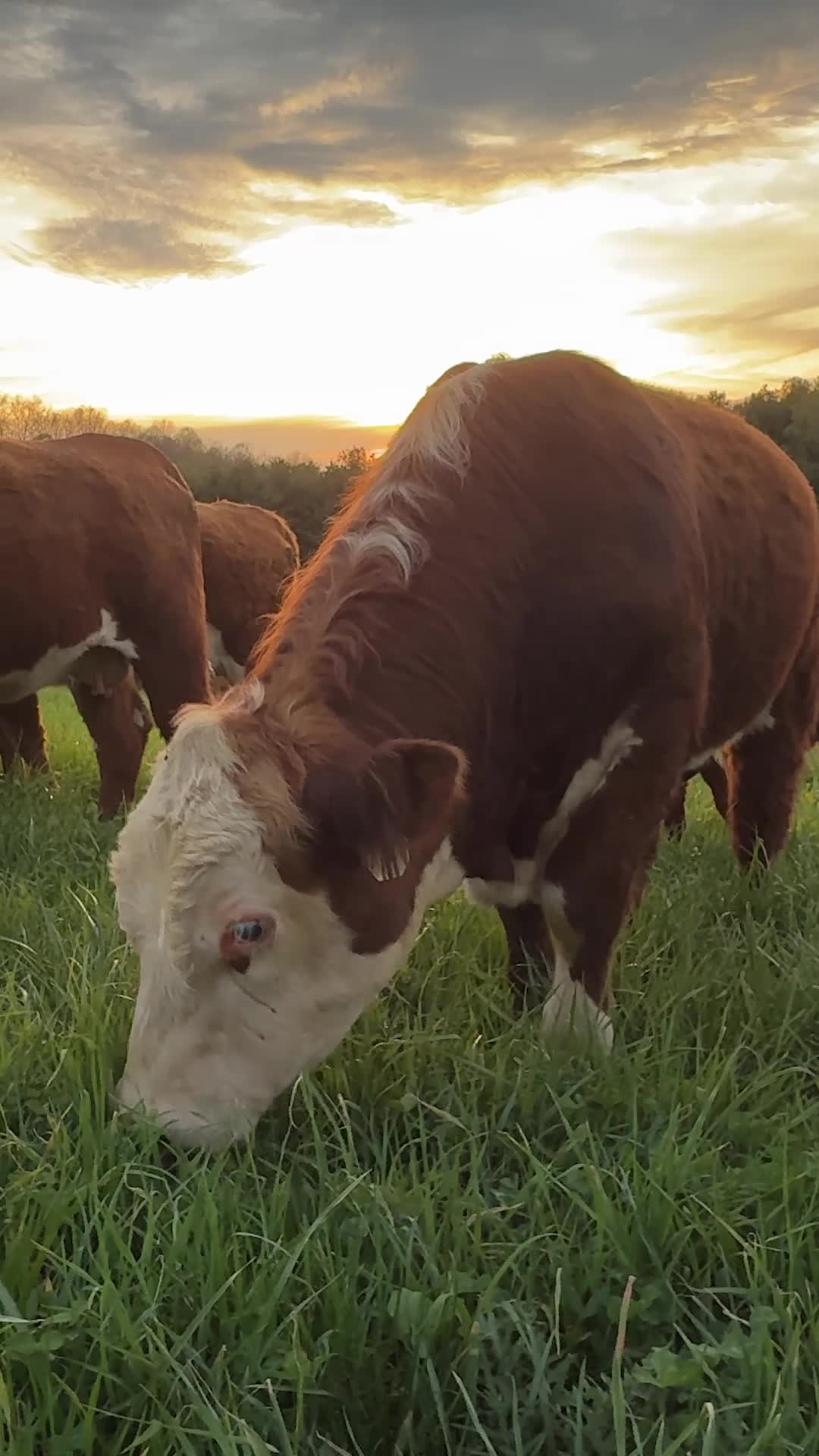 Rotational grazing improves soil health, enhances pasture growth, reduces parasite load, and promotes better cow nutrition and welfare.
ㅤ
#rotationalgrazing #cows #cattle #animals #farm #farmlife #farmanimals #homestead