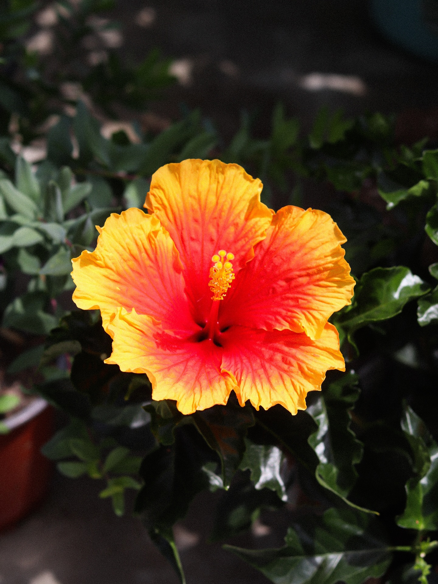 Les somptueuses fleurs de lâhibiscus đș
Laquelle est votre prĂ©fĂ©rĂ©e ?đ€
đȘŽ Le jardin de tous
âïž 05 59 03 73 52
đ15 rue de Louillot, Anglet