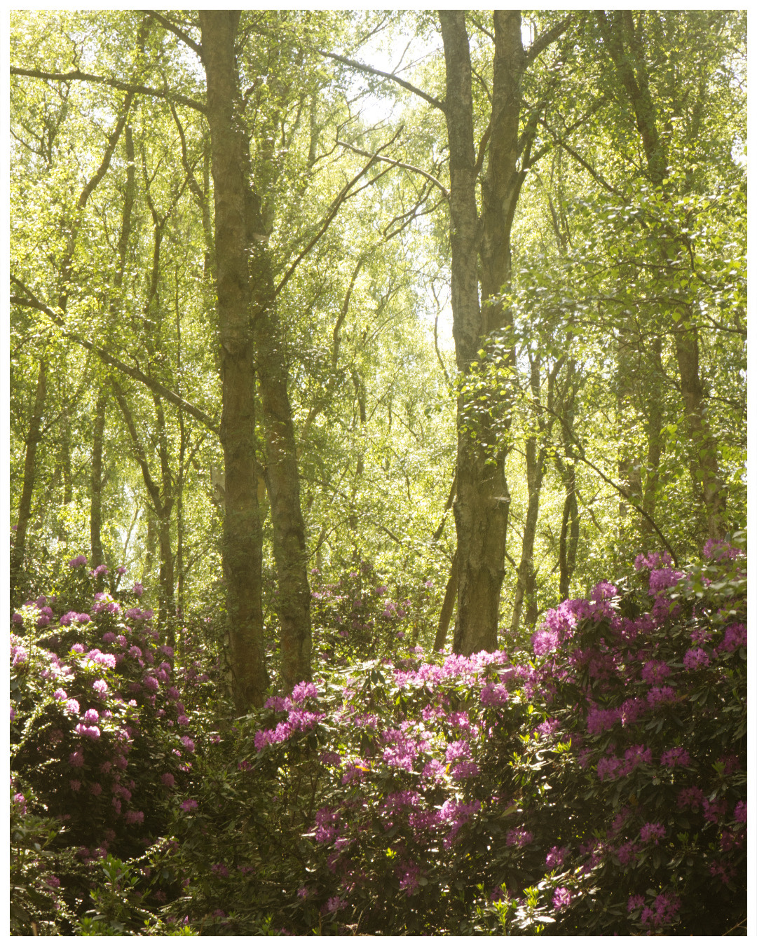 The rhododendrons throughout the woods on Sandringham estate gave a very magical feeling on our walks! 🌸✨
There was a lot of pretty purple flowers in sandringham estate and park too!!
1. Rhododendrons in the woods in Sandringham Country Park
2. A butterfly on a purple flowering plant in sandringham estate gardens
3. Purple, white and yellow flowers with foliage in-front of a lake.
Camera: canon 6D mII
Location: Sandringham Country Park
#naturewalk #naturephotography #norfolk #forest #flowers