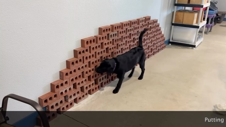 Our boy Tracker is right on track to be an amazing Mussel Dog 💪🏻🐶