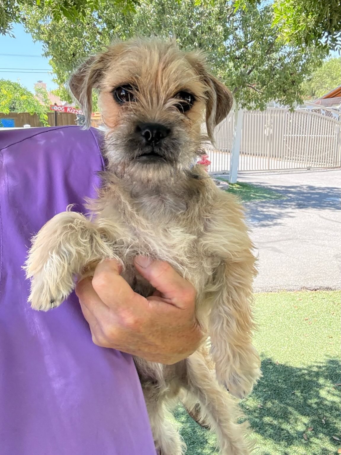 This is Eddie. He is a 4 month old Border Terrier - Pug mix. He is friendly, loves toys, and crate trained. The adult dog in the home was not happy with the new pup. Eddie is a good boy.