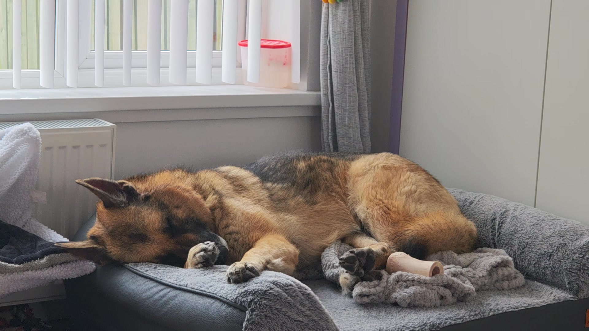 Kira always makes herself right at home! π
Want your dog to have a holiday just as good, if not better π€, than yours?
π Start by filling out our online enquiry form:
https://www.scallywagzpetservices.co.uk/enquiryform
The whole process is simple, stress-free⦠and easier than booking your own holiday!