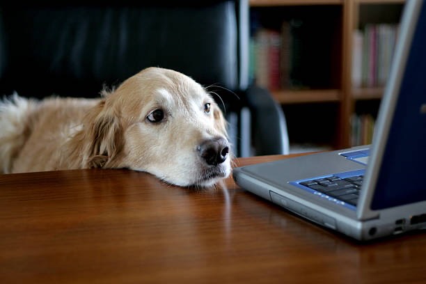 Our email server was down and we may not have received your message. If you recently contacted us regarding an adoption, please resubmit your email. We apologize for the inconvenience and appreciate your patience.