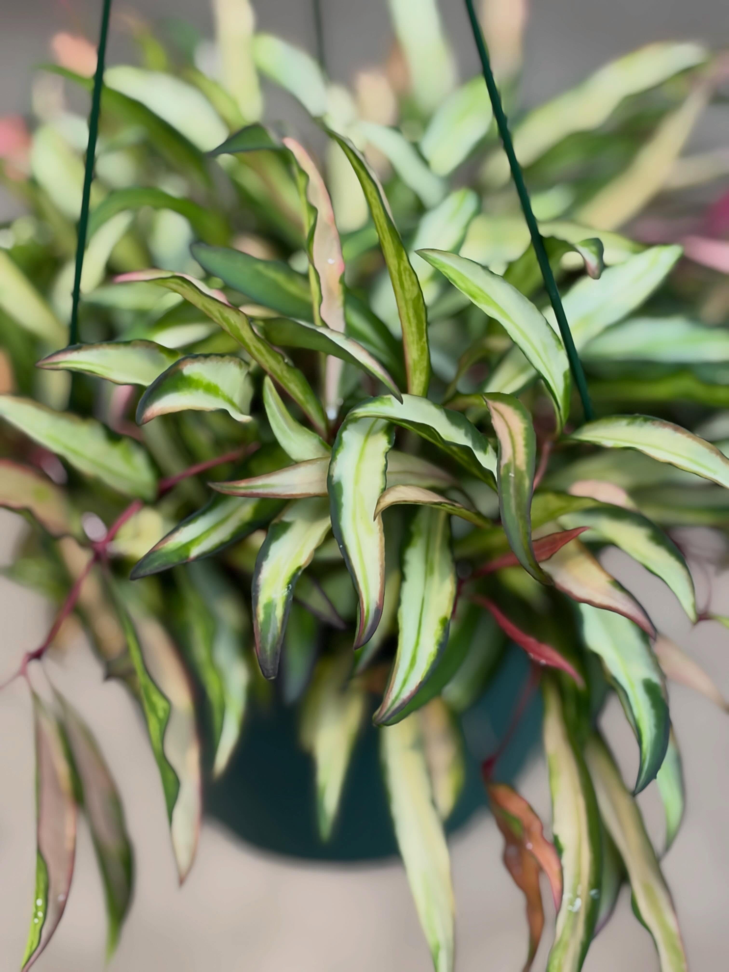 🌿 NEW PLANTS HAVE ARRIVED 🌿
Fresh greenery just landed at Calvert’s and the greenhouse is looking extra good right now. From statement plants to easy-care favorites, we’ve stocked up on a little bit of everything to help you refresh your home, office, patio, or landscape.
Whether you’re a seasoned plant collector or just looking for your next green companion, now’s the perfect time to stop by and see what’s new. ✨
Which one is coming home with you? 👀🌱
#CalvertsPlantInteriors #NewPlantArrival #PlantLovers #Houseplants #PlantShopping