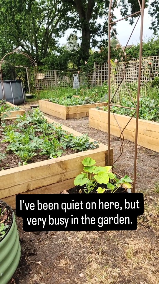 Goodbye lawn, hello dahlias. 🤩