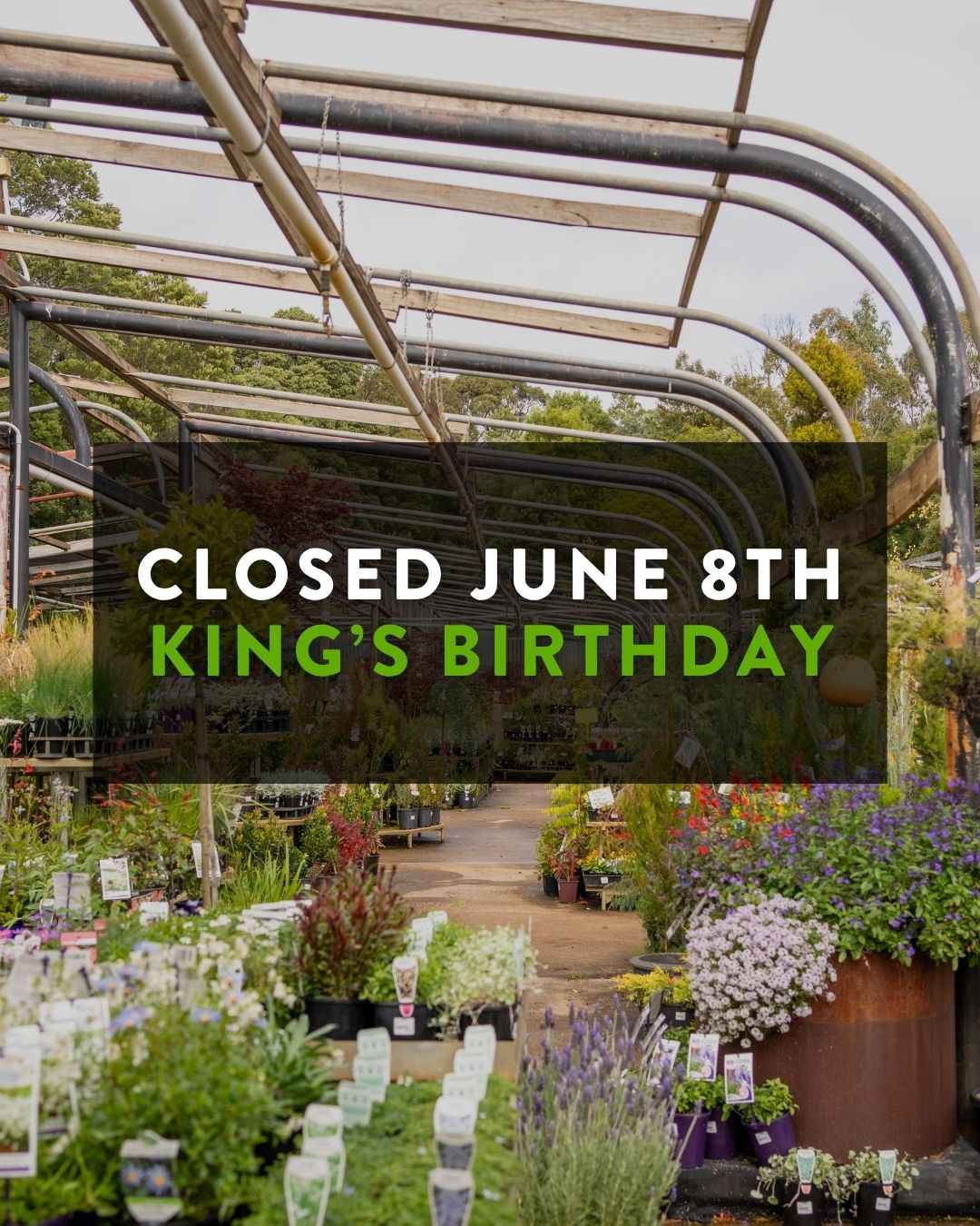 We’re taking some time off over the long weekend and will be closed on Monday 8th June 😴
If you’re planning on being busy in the garden and taking advantage of the extra day off, be sure to send us your order early this week to guarantee delivery! 👩🌾
☎️ PH: 5426 2400
.
.
.
.
.
#macedonnursery #macedongardensupplies #nurseryplants #macedonrangesgardens #gardennursery #nurserygarden #indoorplants #outdoorplants #nurserysupplies #macedon #macedonranges #mountmacedon #woodend #gisborne #melbournegardens #macedonrangesnaturallycool #visitvictoria