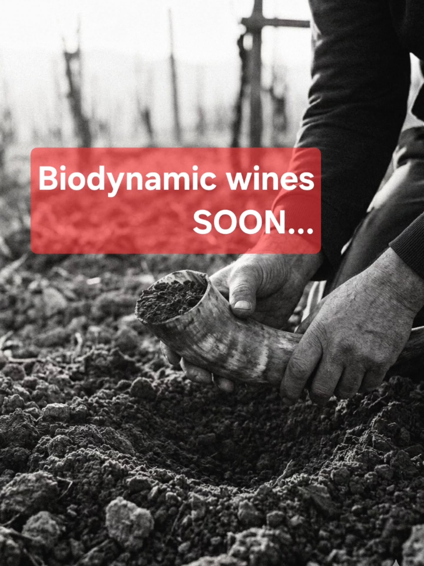 Many ask: "What’s the difference between organic and biodynamic?"
While organic farming focuses on what not to use (no synthetic chemicals), biodynamics takes a leap forward. It views the vineyard as a living, self-sustaining ecosystem:
●Revitalizing the soil with natural preparations.
●Boosting biodiversity by welcoming plants, insects, and animals between the rows.
●Following cosmic rhythms, aligning the work with lunar and solar cycles.
It’s tradition, science, and a bit of poetry, resulting in wines that truly speak of their terroir.
BIG NEWS COMING SOON...
#Biodynamic #Organic #Natural #Wine #Sustainable