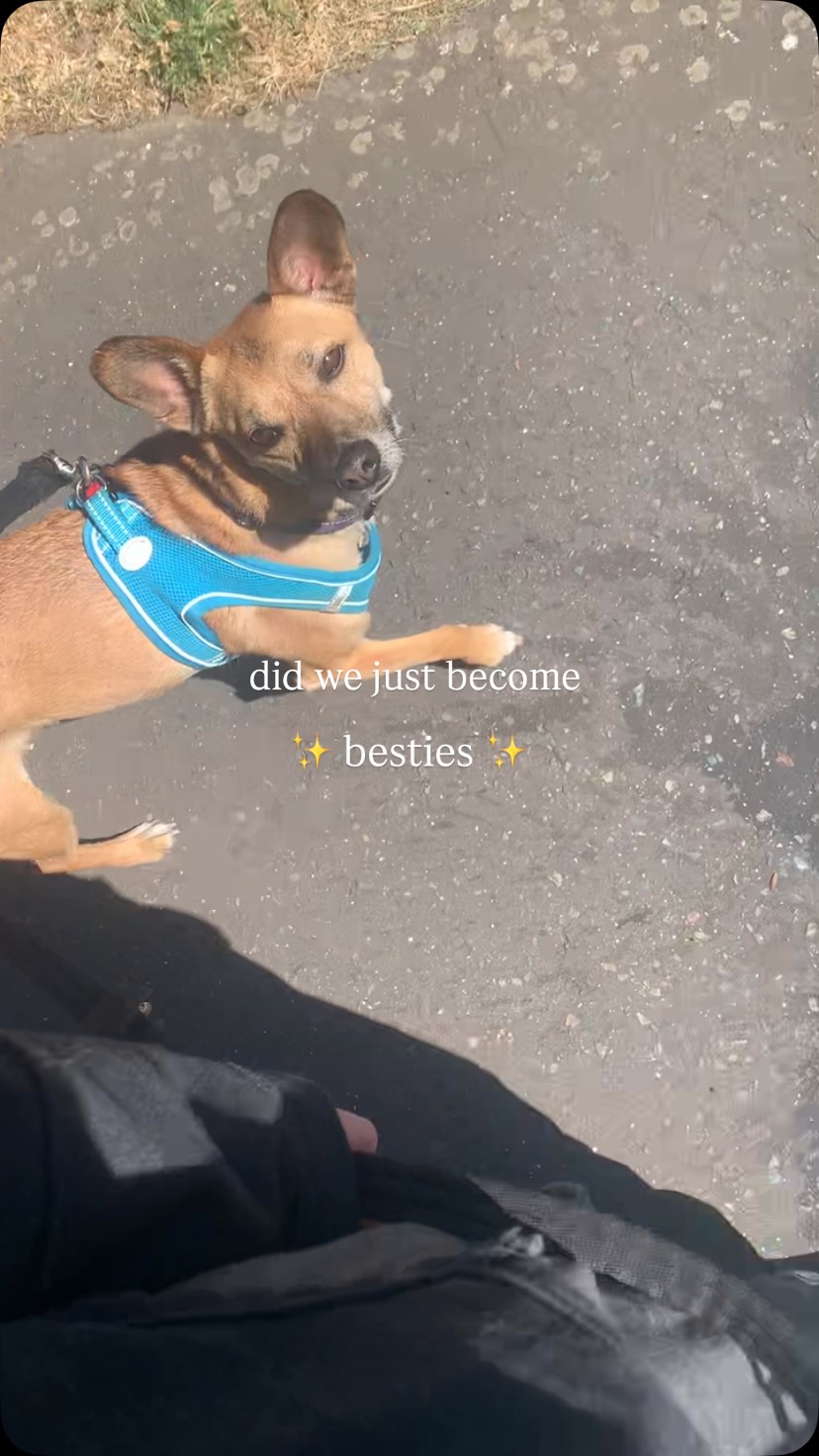 did we just become β¨ besties β¨
#dogsarethebest #dogslovers