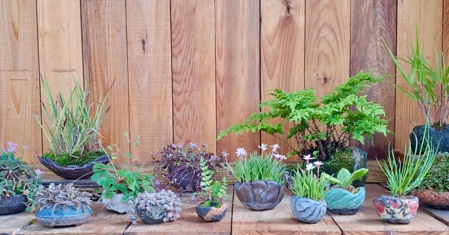 Small selection of Kusamono. #bonsai #garden #wellbeing