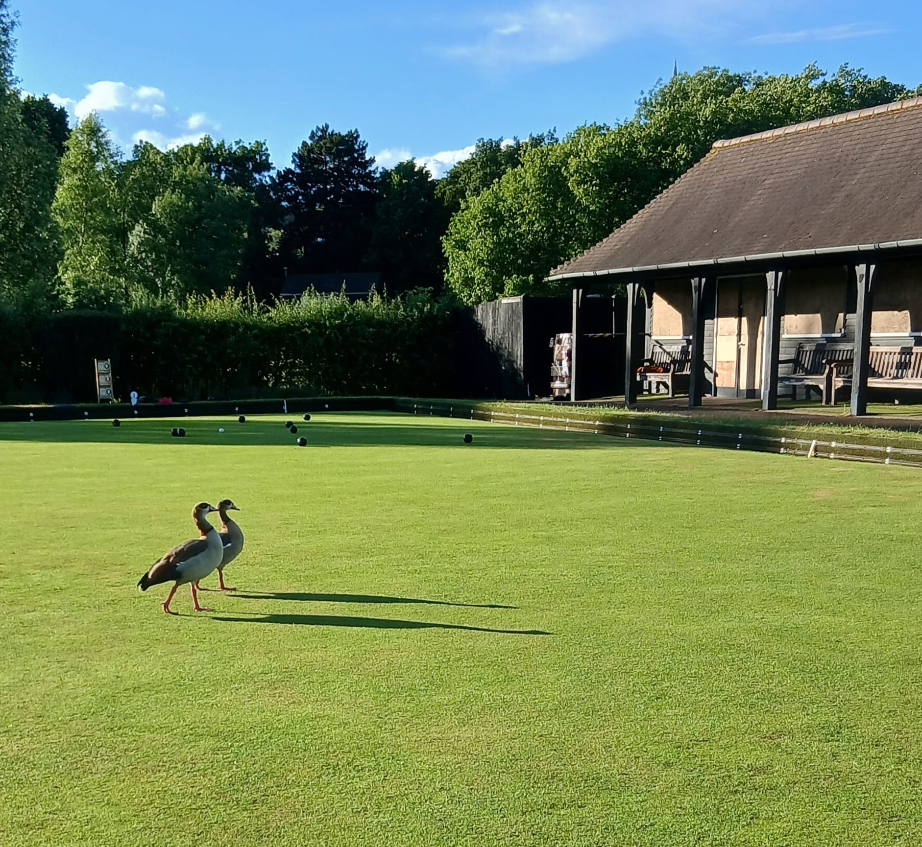 A couple of new bowlers popped in for the first time today. Honk if you love bowling! #egyptiangoose #hampsteadheath #honk #parliamenthill #lawnbowls