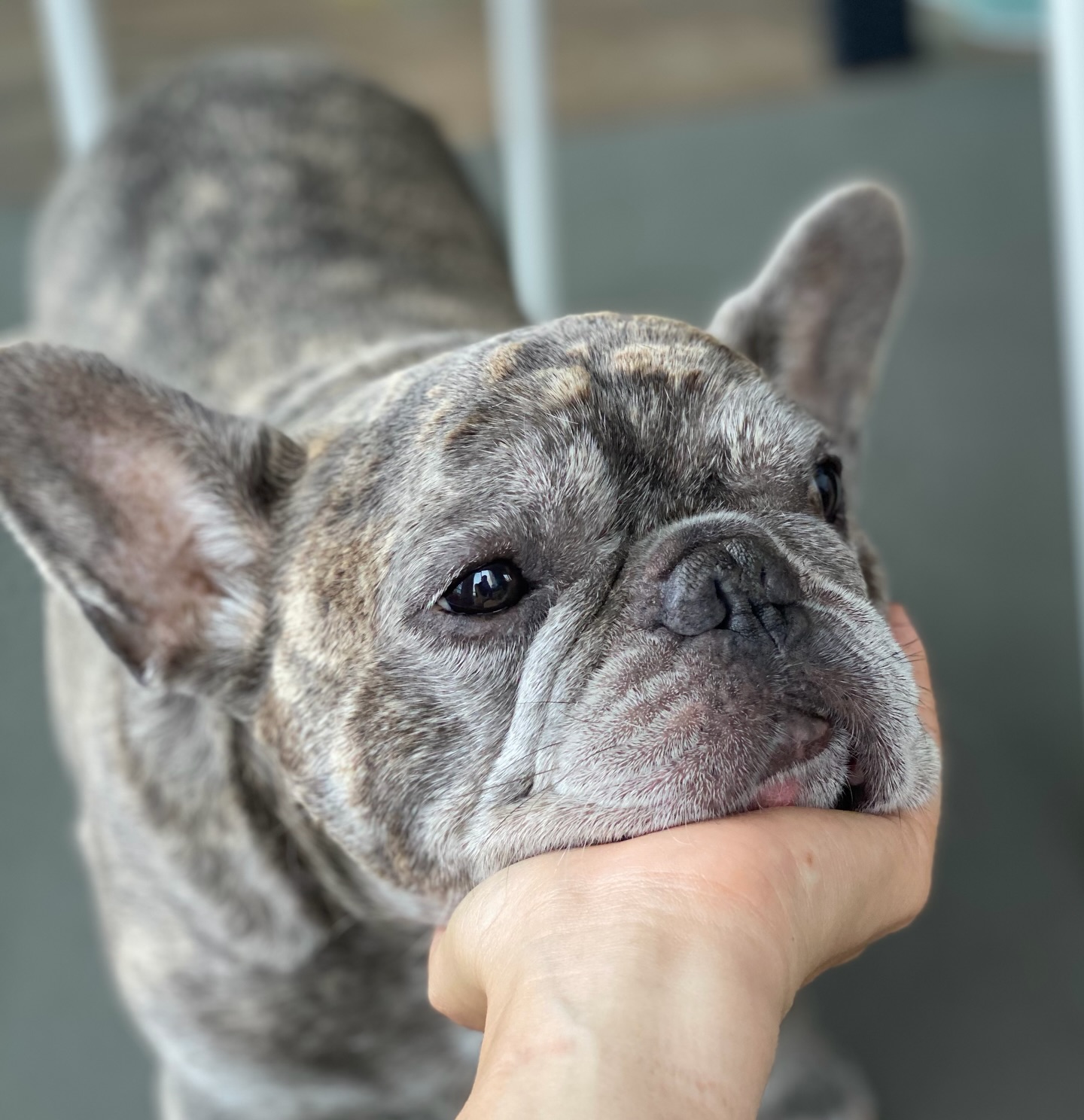 Alles Liebe zu deinem 11. Geburtstag Murphy, du wunderschöne Seele ♥️ 🎊 #wirliebendich #birthdayboy