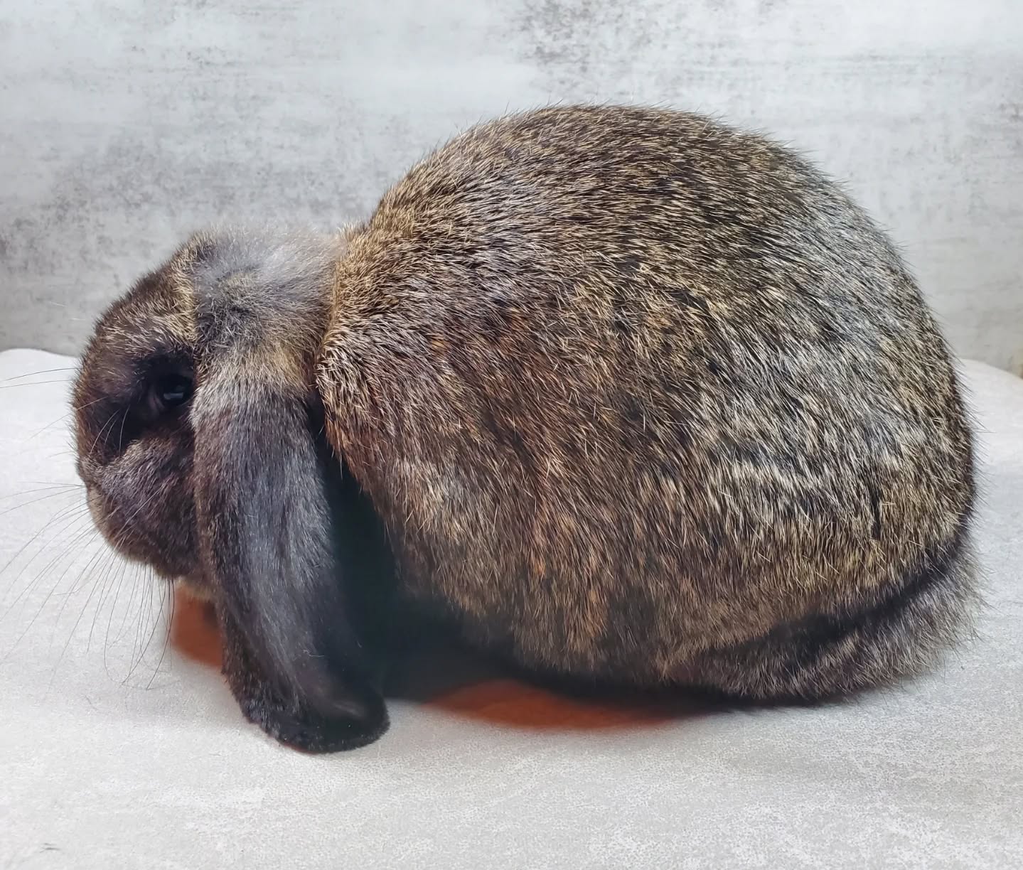 Meet Arbor. He's a 12 week old Mini Lop buck. Such a sweet boy.
www.mysticmoonlightfarm.com
#mysticmoonlightrabbits #mysticmoonlightfarm #miniloprabbit #rabbitry #rabbits