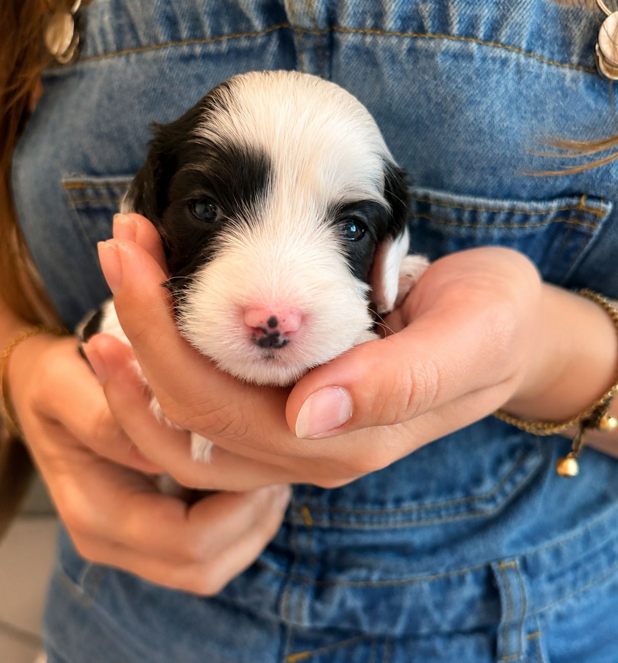 The sweetest little lineup you ever did see. 🥺🌿✨
A little update on Tala and George’s beautiful babies! They are growing so quickly and stealing hearts every single day with those gorgeous coats and sweet, content squeezes. Swipe through to see how much they’ve changed! 🐾🧸
A few of these sweet spots are still available to join the perfect families! 🏡💛
See a face you can’t resist? Send us a DM for availability details! 👇
#bernedoodle #bernedoodlesofinstagram #puppymilestones #puppylove #availablepuppies