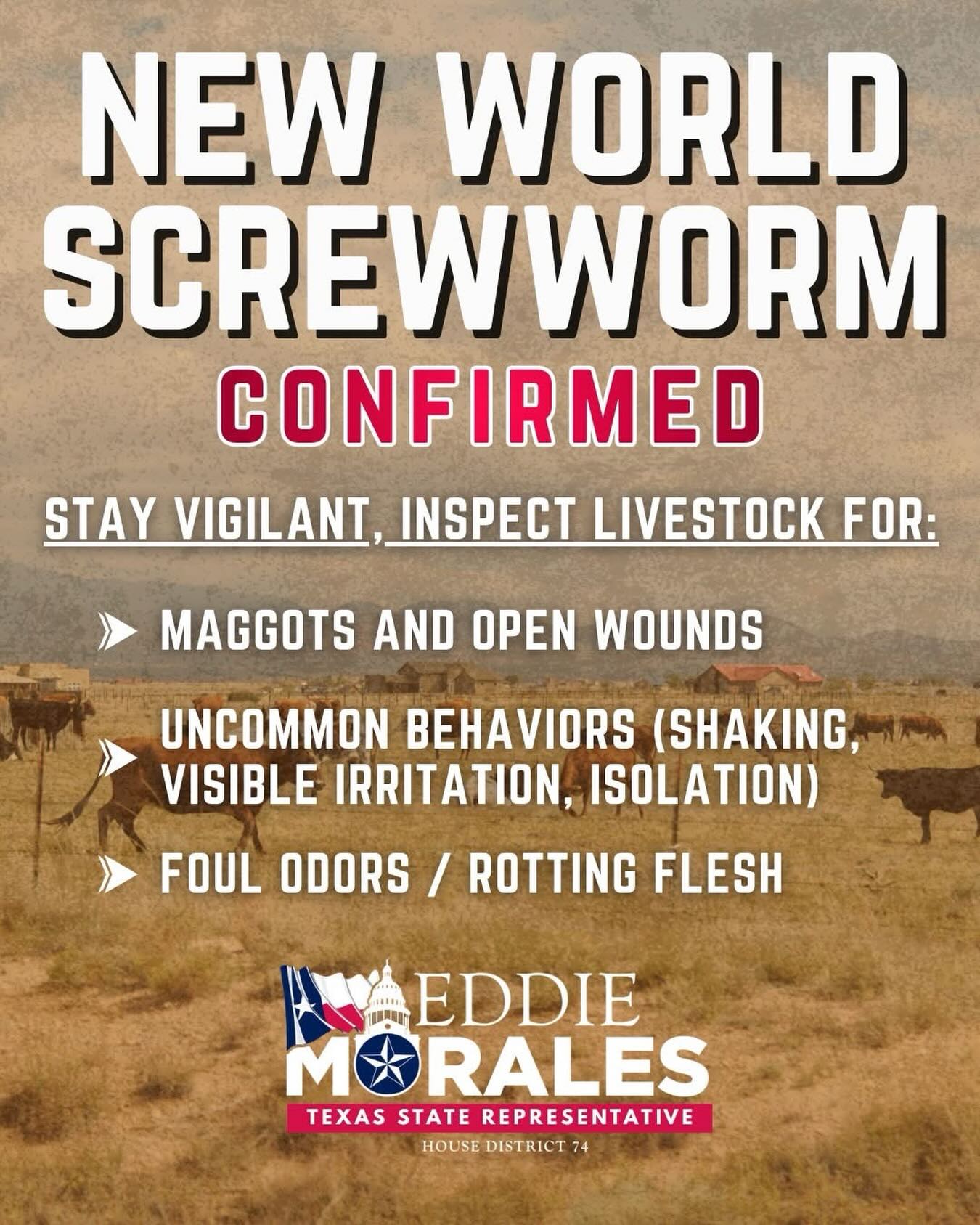 The New World Screwworm has now reached Texas, confirmed in Zavala County. Earlier this week, we saw confirmed reports from across the border in Coahuila, outside Ciudad Acuña. This is a present and existential threat to Texans, our wildlife, ranchers, and economy.
The Texas Animal Health Commission is asking landowners, livestock producers, and animal owners to help mitigate further spread by monitoring animals for maggots and open wounds, foul odors / rotting flesh, and uncommon behaviors (shaking, visible irritation, isolation). It is essential to detect early and report immediately if you believe there is a suspected case.
You can do so by calling TAHC: 1-(800)-550-8242
We have eradicated NWS in the United States before, and we must do it again.