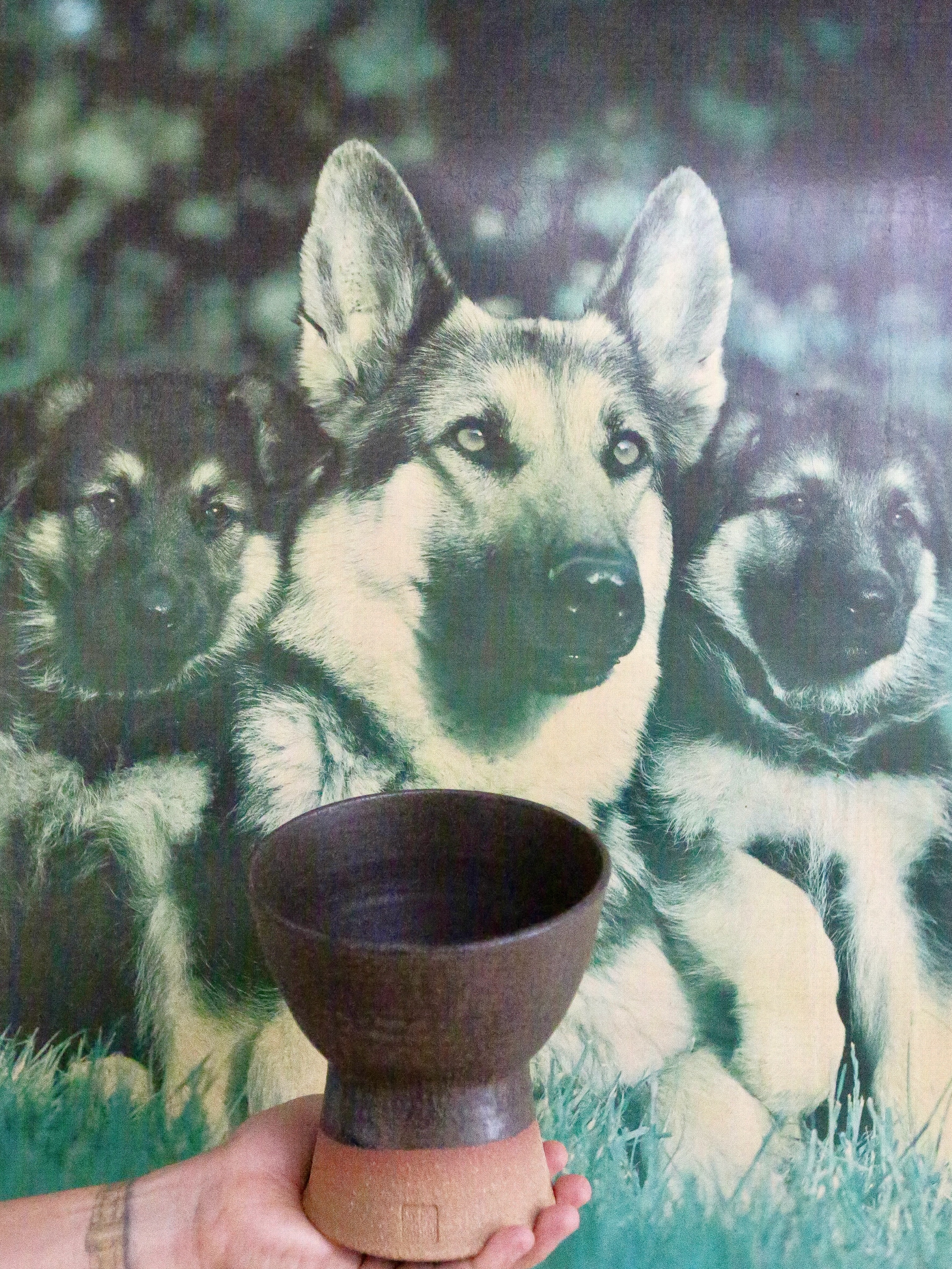 Aaaarh woof woof, wooooof ZUKO woff wof wwwof!
@kirribillimarkets this sunday🐾