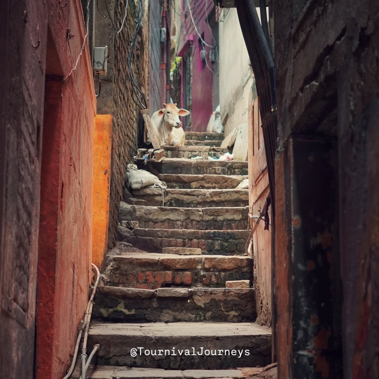 "I was walking through one of Varanasi's narrow galis — the kind where the walls are so close you can touch both sides at once — when I just stopped.
Right there, at the top of a crumbling stone staircase, sat a little calf. Completely still. Looking straight at me like he'd been expecting me all along. 🐄
Around him, everything was beautifully chaotic — tangled wires running overhead, walls layered with decades of paint and stories, old doors that probably haven't changed since your grandfather was born. And yet he sat there in the middle of all of it, unbothered, calm, like the whole city was his living room.
I stood there longer than I probably should have. Not taking photos, not checking my map — just standing. Breathing it in.
That's the thing about Varanasi's galis. They don't let you rush. They pull you into a quieter pace, an older rhythm — one that this city has kept long before any of us arrived, and will keep long after we're gone.
If you've never gotten wonderfully lost in these lanes, add it to your list. Not as a tourist. As a wanderer. 🙏✨
📍 The Ancient Galis, Varanasi | #TournivalJourneys"