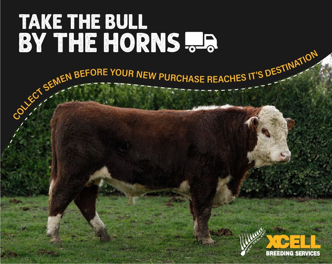 π Purchased a new Bull? Don't miss the chance to collect before he arrives.
Whether your bull is travelling from the South Island to the North Island, or making the journey south, consider stopping in at Xcell Breeding Services for semen collection before he reaches his destination.
Collecting semen early provides insurance for the future, preserves valuable genetics, and gives you greater breeding flexibility down the track.
With transport already organised, it's the perfect opportunity to secure genetics from your investment while the bull is on the move.
Talk to the Xcell team about coordinating collection and storage as part of your bull's journey.
https://www.xcell.co.nz/