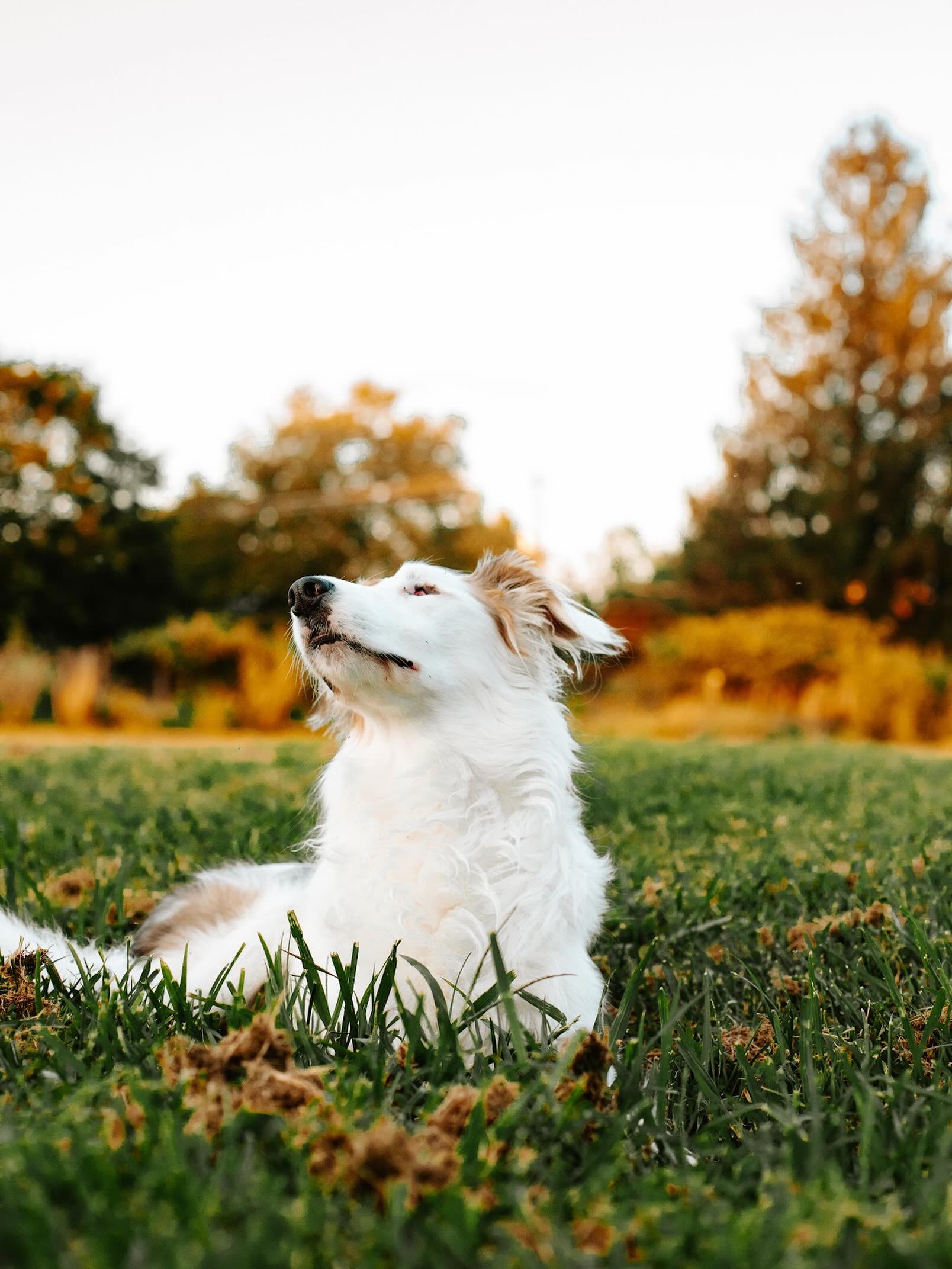 This year has asked a lot of our hearts and I will be hugging my sweet Darla so hard tonight.
@maisie_theaussiemix wrote a beautiful post describing all of our feelings but I wanted to share mine as well.
This year in the deaf and blind dog community we lost Pearl. Braille. Calamity. Sven. And so many more whose names are carried quietly by the people who loved them most.
These dogs were not just beloved pets they were teachers. They were proof. They showed the world, sometimes stubbornly and sometimes gently, that a dog who cannot hear the world or see it clearly can still experience it fully, love deeply, and change the people around them in ways that are impossible to put into words.
Our community is small. That is part of what makes it so sacred. We find each other across distances because these dogs drew us together, and when we lose one, we all feel it. There is no such thing as “just a dog” in this space every single one of them carried the weight of representation for every deaf and blind dog who would come after them.
To every handler, every family, every foster who walked this road and said goodbye this year I see you. I am grieving alongside you.
The next generation is out there. New puppies are finding their footing in the dark and the quiet, and they will have giants to stand on. Pearl and Braille and Calamity and Sven and all the ones we are holding in our hearts right now …they built something. They changed minds. They opened doors and they taught me so much, even from afar. I wouldn’t be the trainer I am today without these dogs to learn from and to be able to ask questions to their guardians for support.
That does not go away.
Rest easy, ambassadors. You did your job beautifully. 🐾🌈