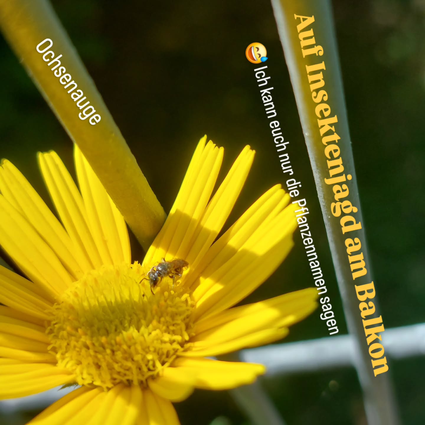 Jagen nach dem Sammeln....
Es hat mich mal.wieder überkommen... dass ich unbedingt die vielen kleinen Wildbienen bestimmen wollte.
🙄🤪 Nun ja... die Ausbeute von denen die ich erwischt habe mit der 📷... eher mager.
😜 die wollen einfach nicht sitzen bleiben.
Na ... wie machst du das?
Is es dir egal. Hin und wieder mal. Oder kennst du die kleinen Dinger alle?
#insektenbalkon #wienerwildnis #wienergärten
#verenas_pflanzentanz #blumenbalkon