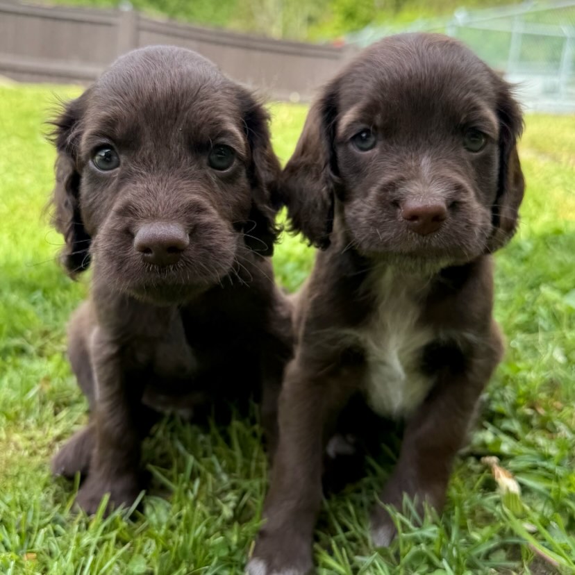 Oppdatert 06.06.26: begge guttene har nå fått nye familier❤️🐶
Fra Wilma & Tazar sitt flotte kull har vi fortsatt en skjønn gutt som leter etter sin egen familie❤️
Gutten som ønsker seg familie er helfarget.🤎
✨ Brun farge
✨ Satin Coat-pels
✨ Forventes å bli Mini+ størrelse
✨ Født 20.04.2026
✨ Leveringsklar fra 15. juni
Denne gutten er snart 8 uker gammel og full av personlighet, kos og sjarm. Han vil være tilgjengelig for besøk gjennom helgen, så dette er en fin mulighet til å bli bedre kjent med han. Åpent hus er på både lørdag og søndag, klokken 12-14.
Har du spørsmål eller ønsker mer informasjon, send gjerne en melding (DM) her på Instagram!
Del gjerne videre – kanskje drømmehjemmet hans finnes i ditt nettverk! 🐶💙💙
Vi kan også kontaktes på:
📧mail@drobakhundehotell.no
📧thomas@drobakhundehotell.no
📧post@kennelnor.no
📞Laugi: +47 46 86 20 78
📞Thomas: +47 41 44 46 45
Telefontid: man-tor kl. 10-16.