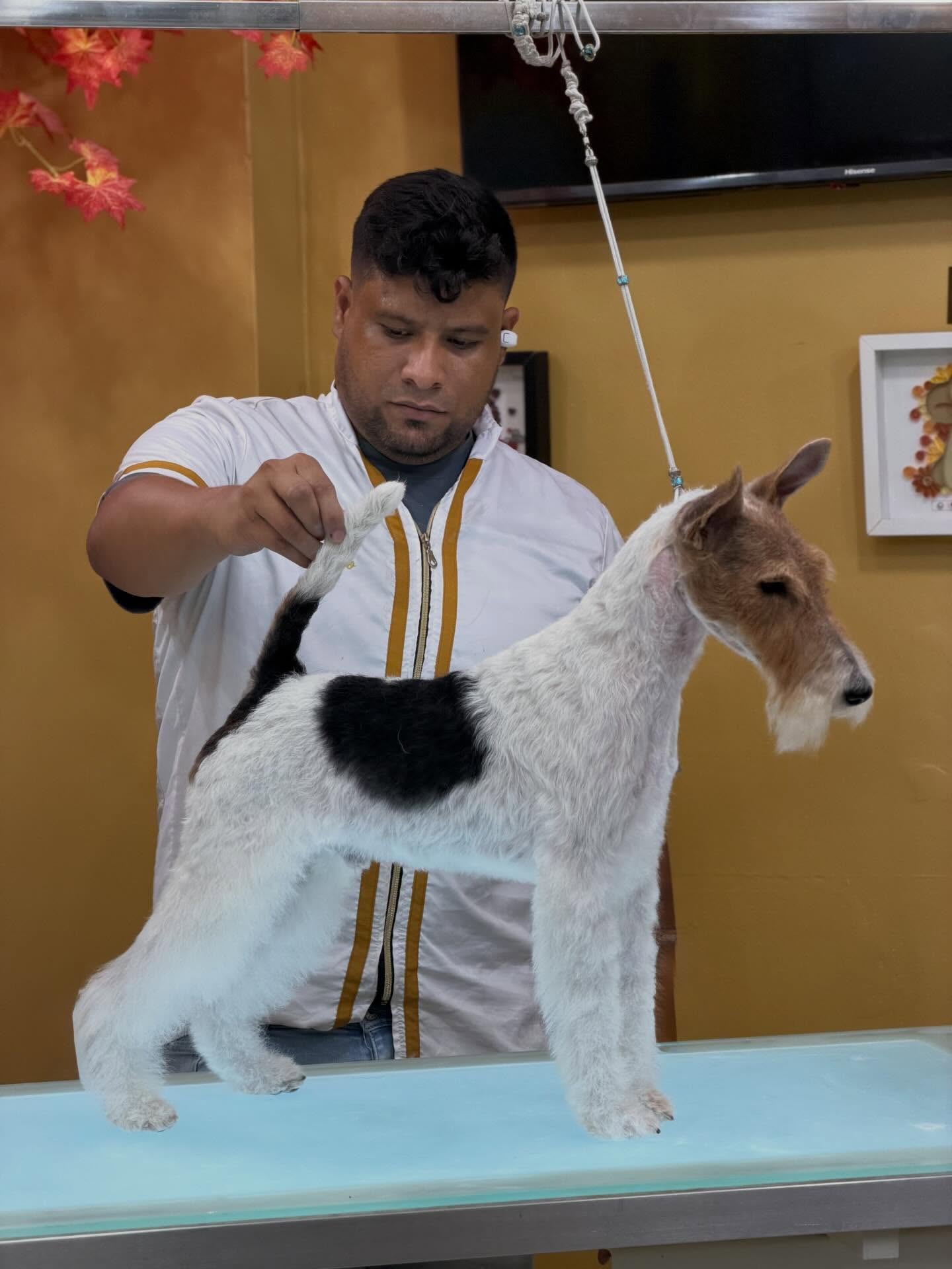 🐾✨ Elegancia y tradición en cada detalle.
Así quedó este hermoso Fox Terrier de pelo de alambre después de su sesión de grooming especializado. Mantener la textura y apariencia correcta del manto requiere técnica, conocimiento y dedicación.
¿Tienes una raza de pelo duro? En Studio Grooming trabajamos cada manto según sus necesidades para obtener los mejores resultados.
📍 Studio Grooming by Elias Araujo
🌐 www.studiogroomingpanama.com
#FoxTerrier #HandStripping #DogGrooming #StudioGrooming #PeluqueriaCaninaPanama WireFoxTerrier 🐕✂️✨