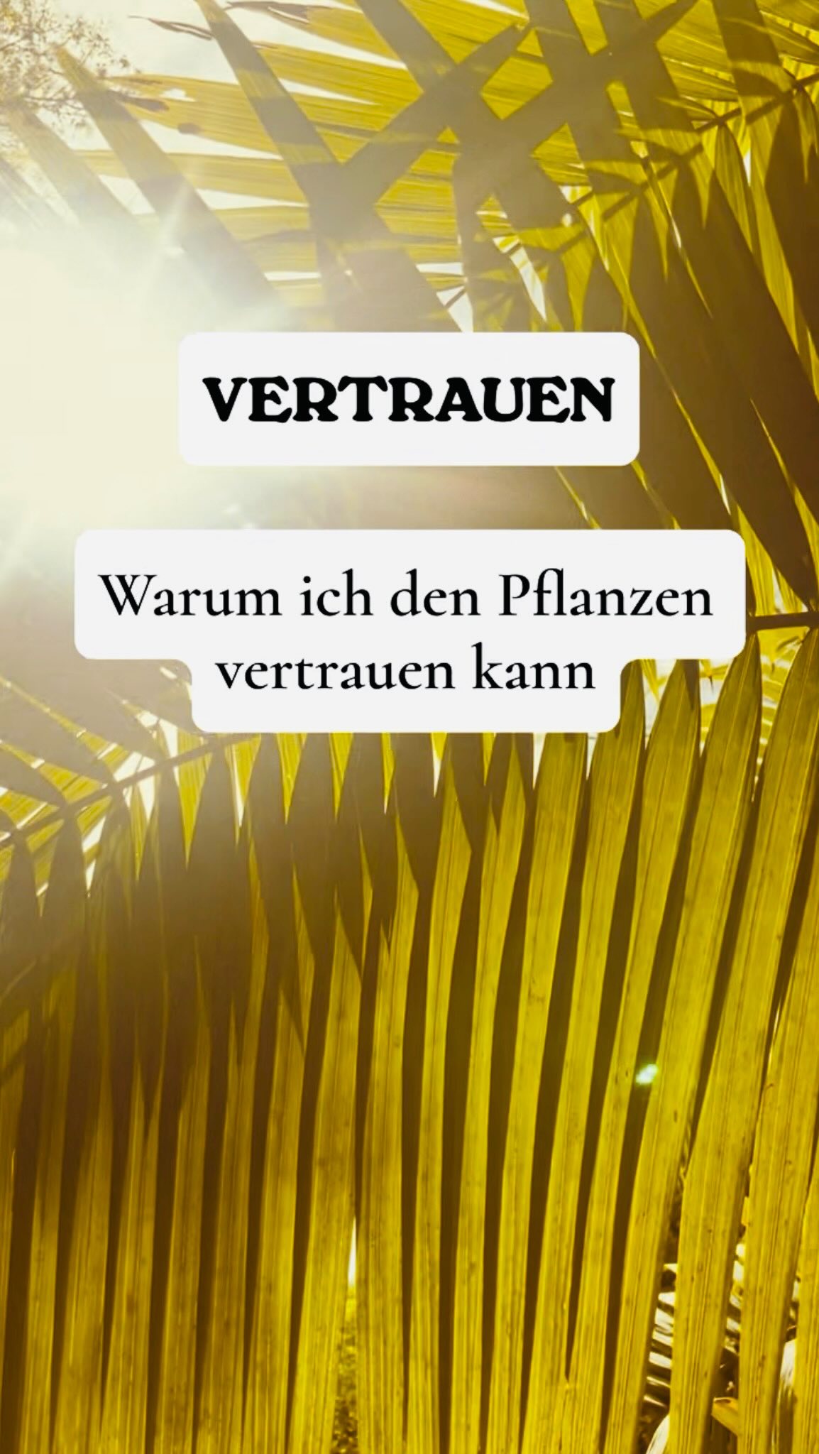 Pflanzen versuchen nicht, etwas anderes zu sein. Sie suchen nicht nach einer anderen Bestimmung, sondern folgen einfach dem, wozu sie von unserem Schöpfer erschaffen wurden.
Deshalb kann ich ihnen vertrauen. In ihnen wirkt die reine Schöpferkraft Gottes, und genau dadurch berühren sie mich so tief.
Sie erinnern mich daran, wie viel Frieden darin liegt, nicht ständig nach einem anderen Weg zu suchen, sondern dem Willen Gottes zu vertrauen.
Für mich liegen darin die größte Kraft, der tiefste Schutz und wahre Heilung.