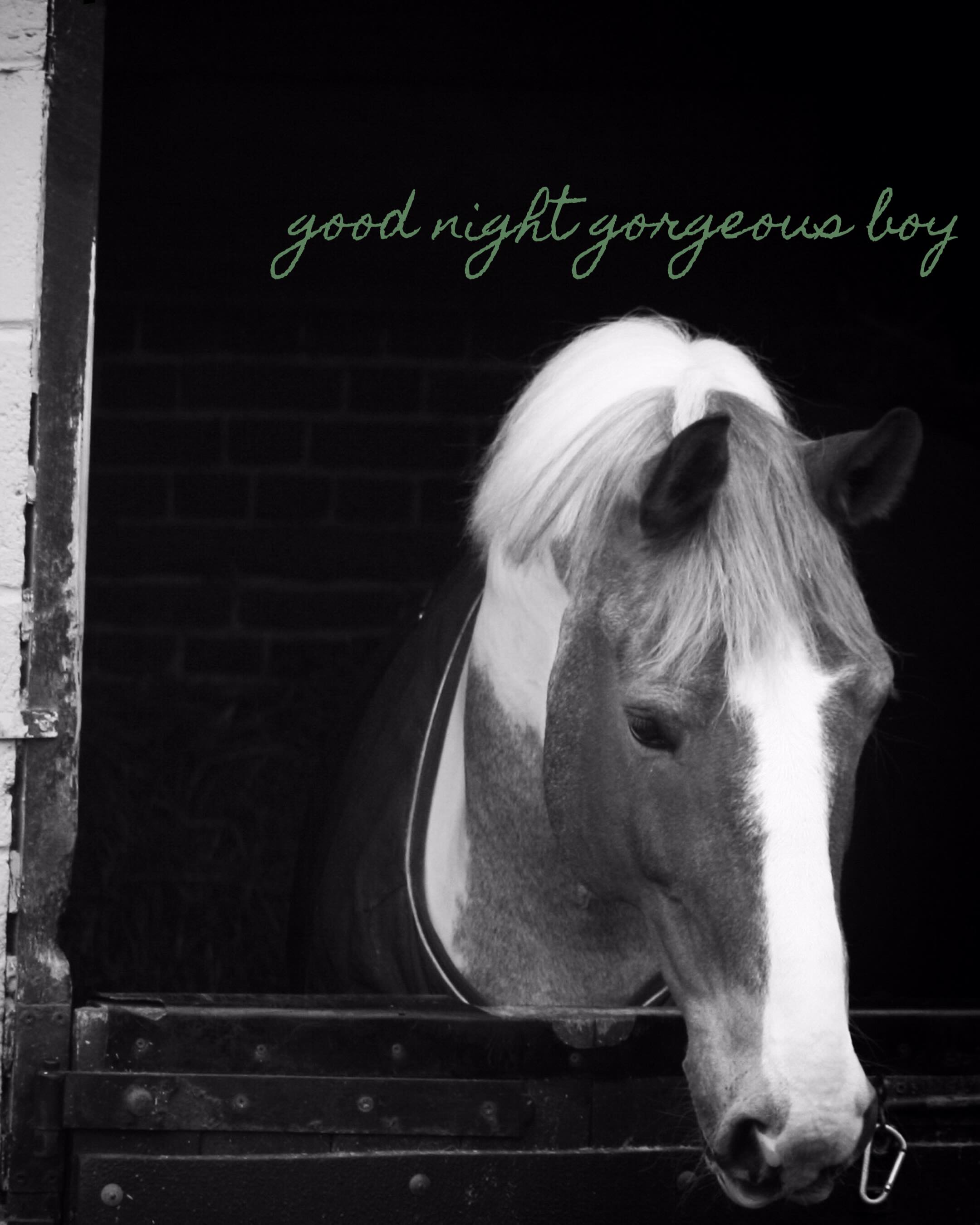 Saying goodbye is the hardest thing to do, and yesterday was the hardest day 💔
In my life for pretty much 20 years, the big soul who was always there, he was so very much loved and will be so very much missed.