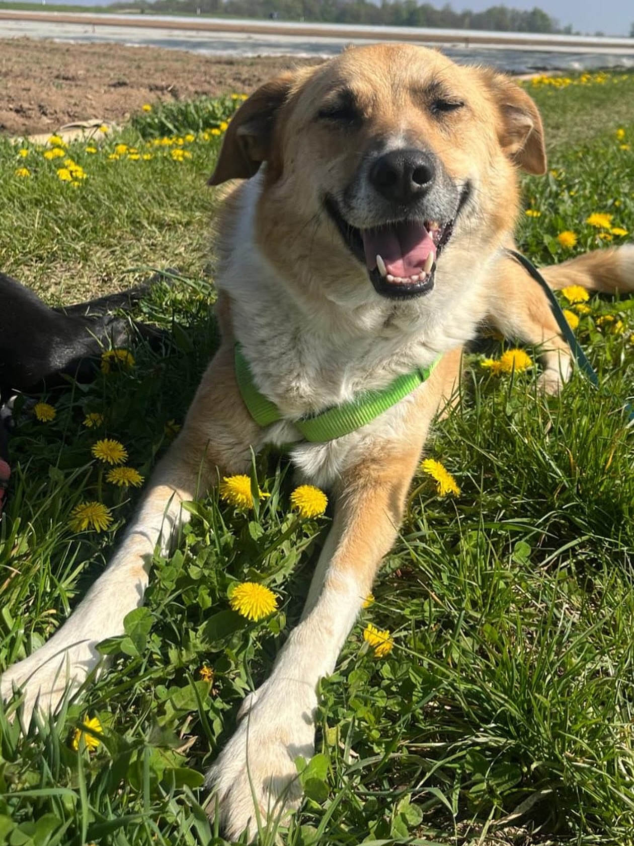 Rocky schickt die allerliebsten Grüße aus seinem Für-immer-Zuhause. ❤️
So lange hat Rocky auf die richtigen Menschen gewartet. So lange auf seine Chance, endlich anzukommen.
Dann kam diese wundervolle Pflegestelle, die ihm den Weg in ein neues Leben ermöglicht hat. Und schließlich die Menschen, die sich ein Leben ohne Rocky nicht mehr vorstellen konnten. Die ihn genau so lieben, wie er ist. ❤️
Danke an alle, die an ihn geglaubt haben.
Dieses Happy End zeigt wieder, warum wir niemals aufgeben dürfen – auch dann nicht, wenn ein Hund selbst längst die Hoffnung verloren zu haben scheint.
Schaut euch Rocky heute an. Glücklich. Geliebt. Zuhause. 🏡✨
Du hast es so verdient, Rocky. ❤️