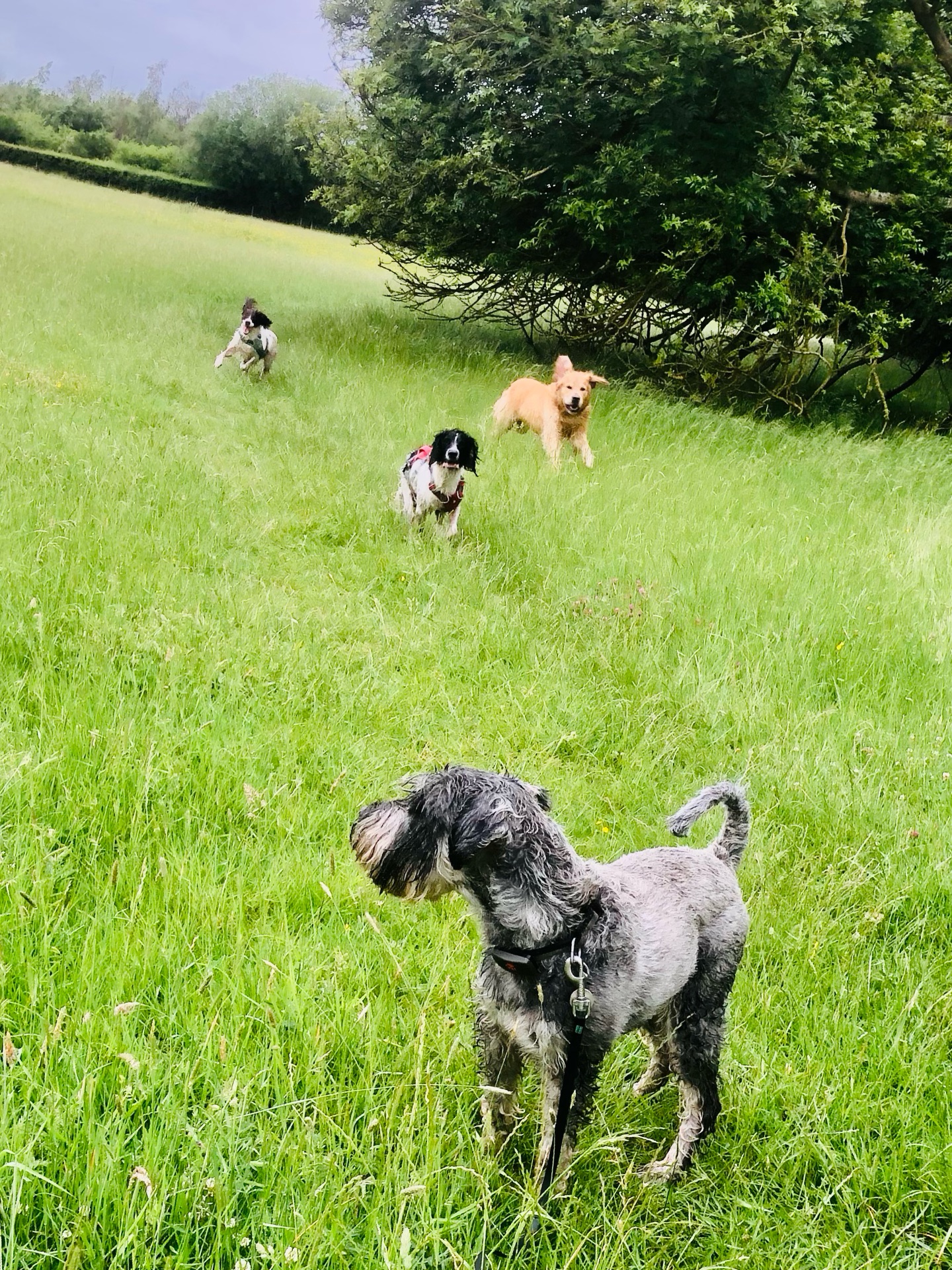😜🐾❤️
If your dog would like to have a walk with us then contact us at www.ardendogwalking.co.uk and check out our half-day experience.
#ullenhall #tanworthinarden #hockleyheath #henleyinarden #dog
