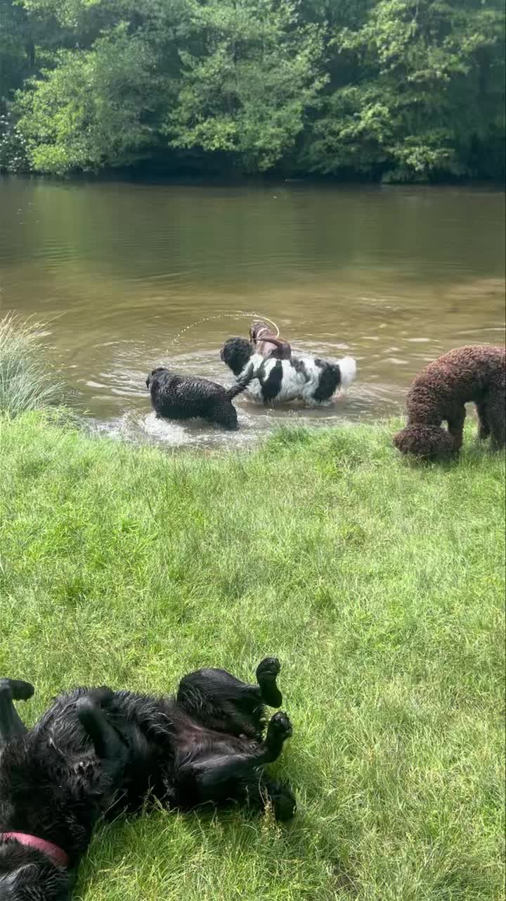 Een heerlijke wandeling met deze lieverds langs het water! ๐ฆ ๐โ๏ธ๐ณ
๐พ Guus, Bobbie, Ozzy, Luna, Sjakie, Mickey, Diesel en Ebbie